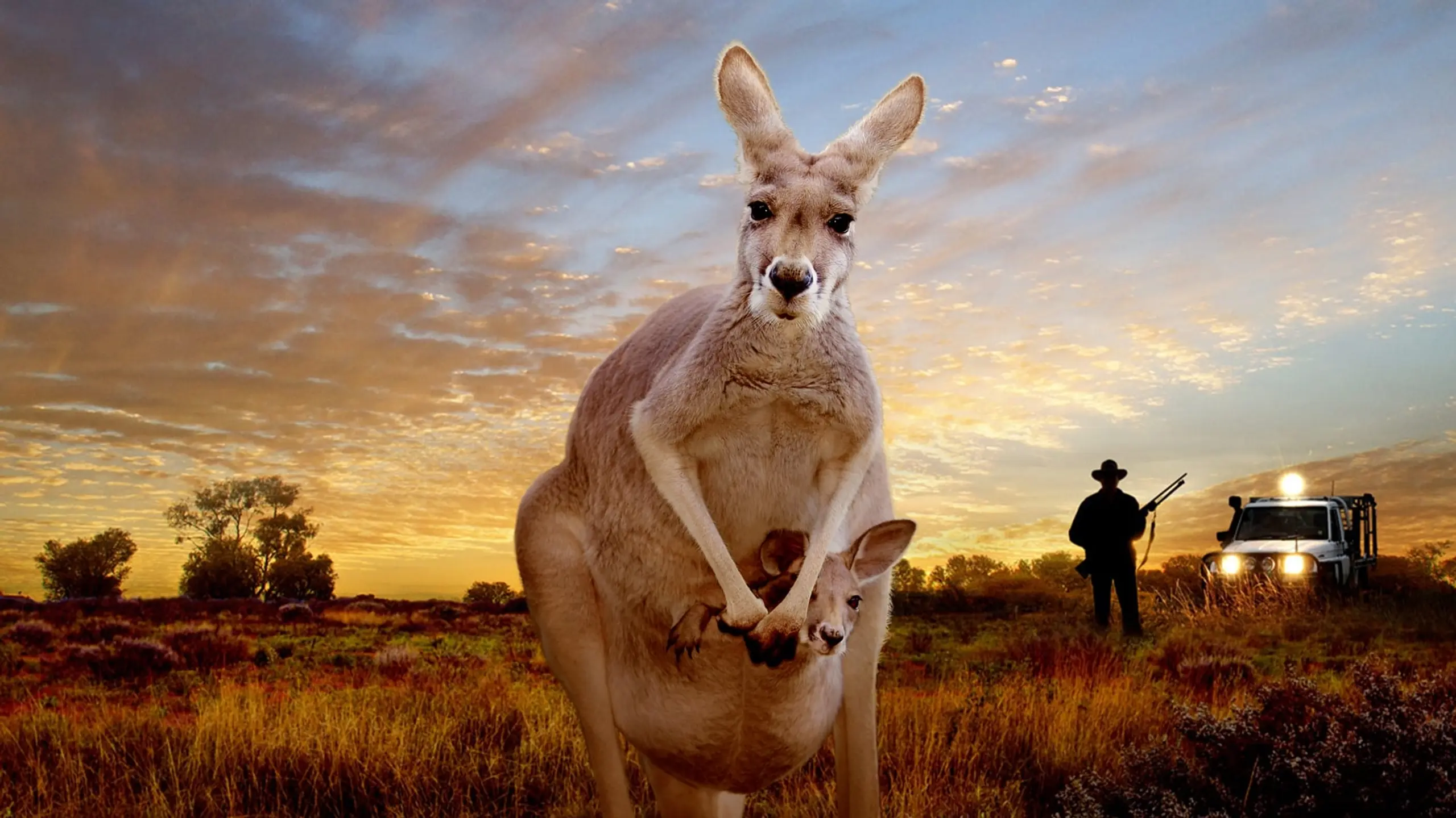 Kangaroo: A Love-Hate Story