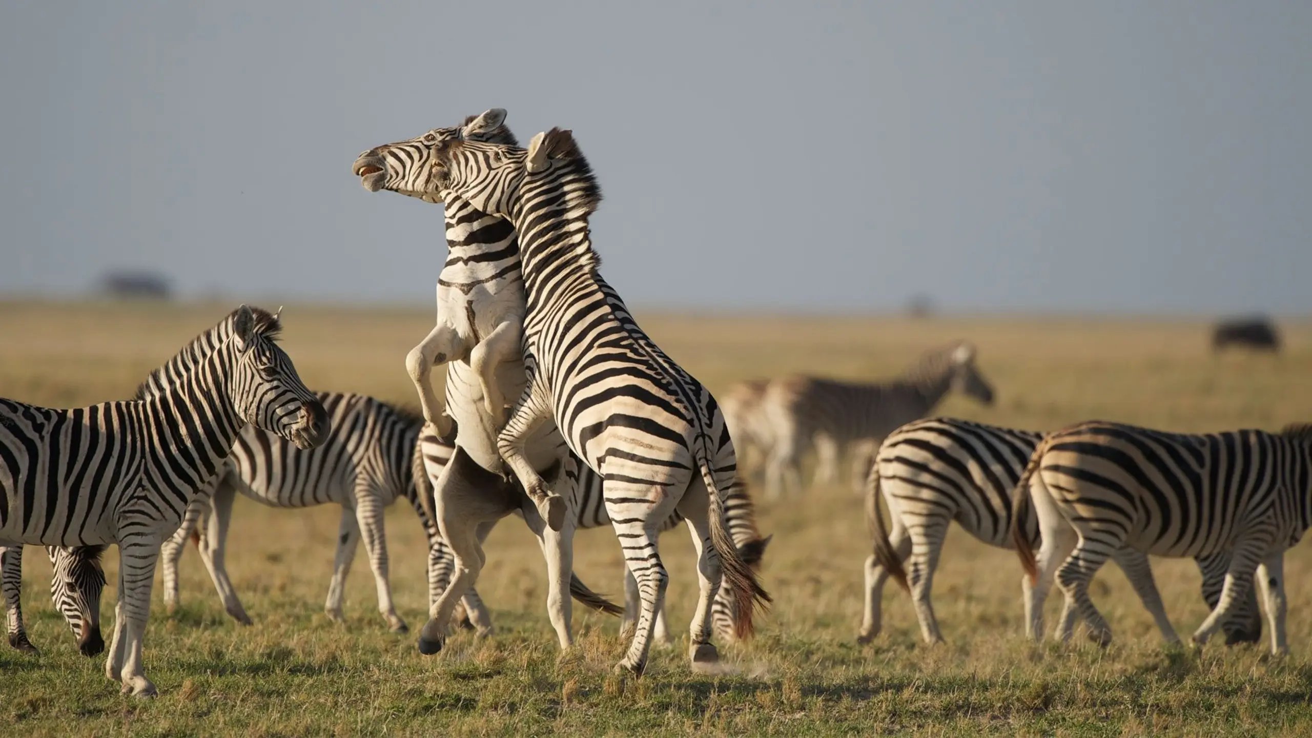 Nature: Great Zebra Exodus