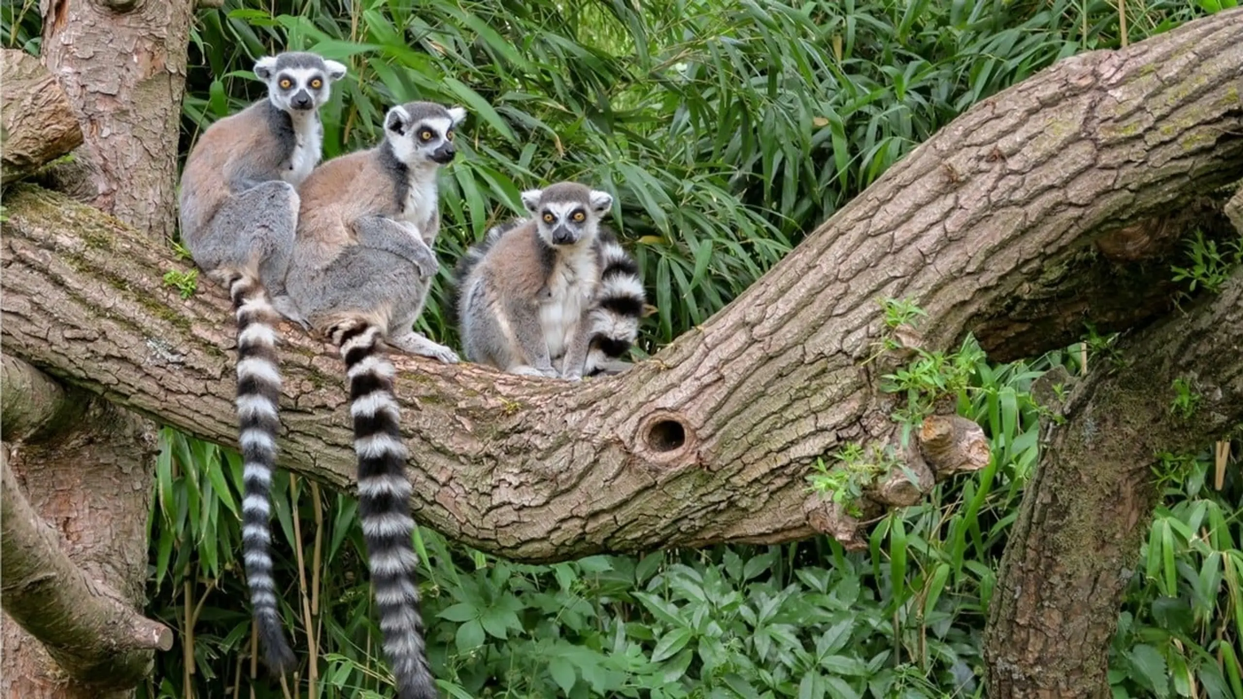 Madagascar, l'île rouge : La jungle des lémuriens