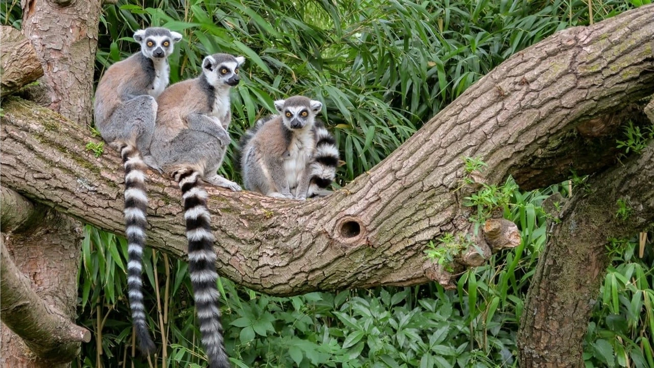 Madagascar, l'île rouge : La jungle des lémuriens
