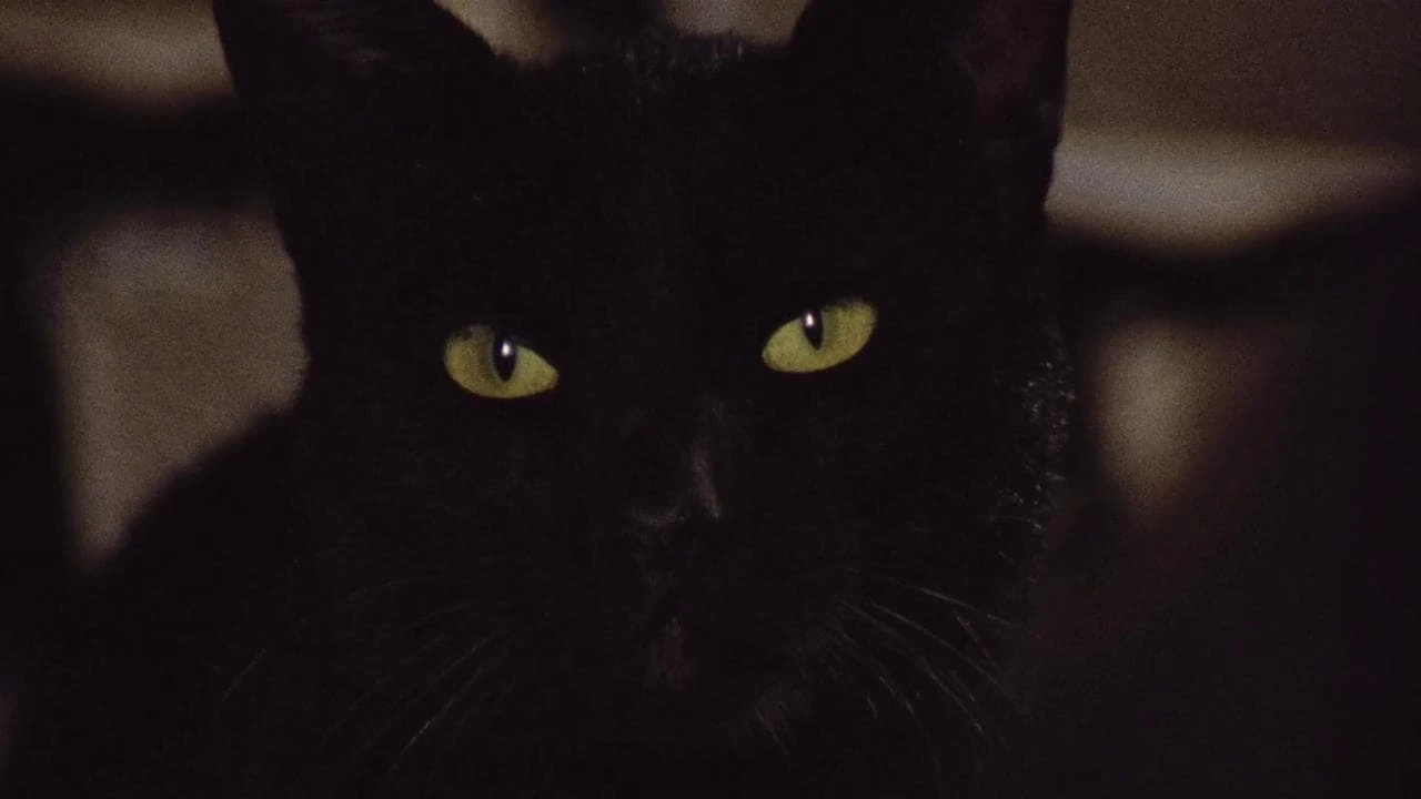 Die schwarze Katze