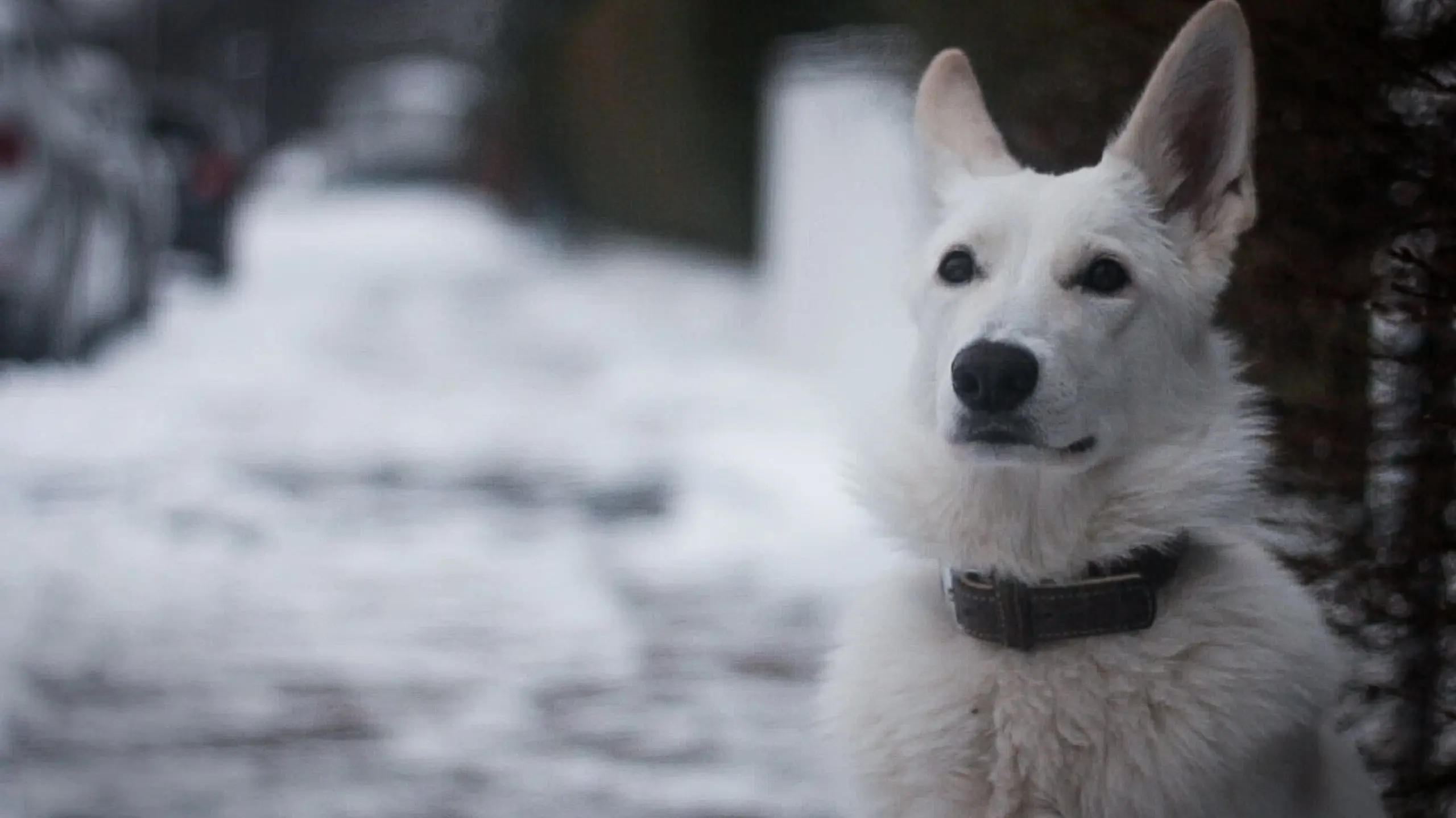 Snow Puppy