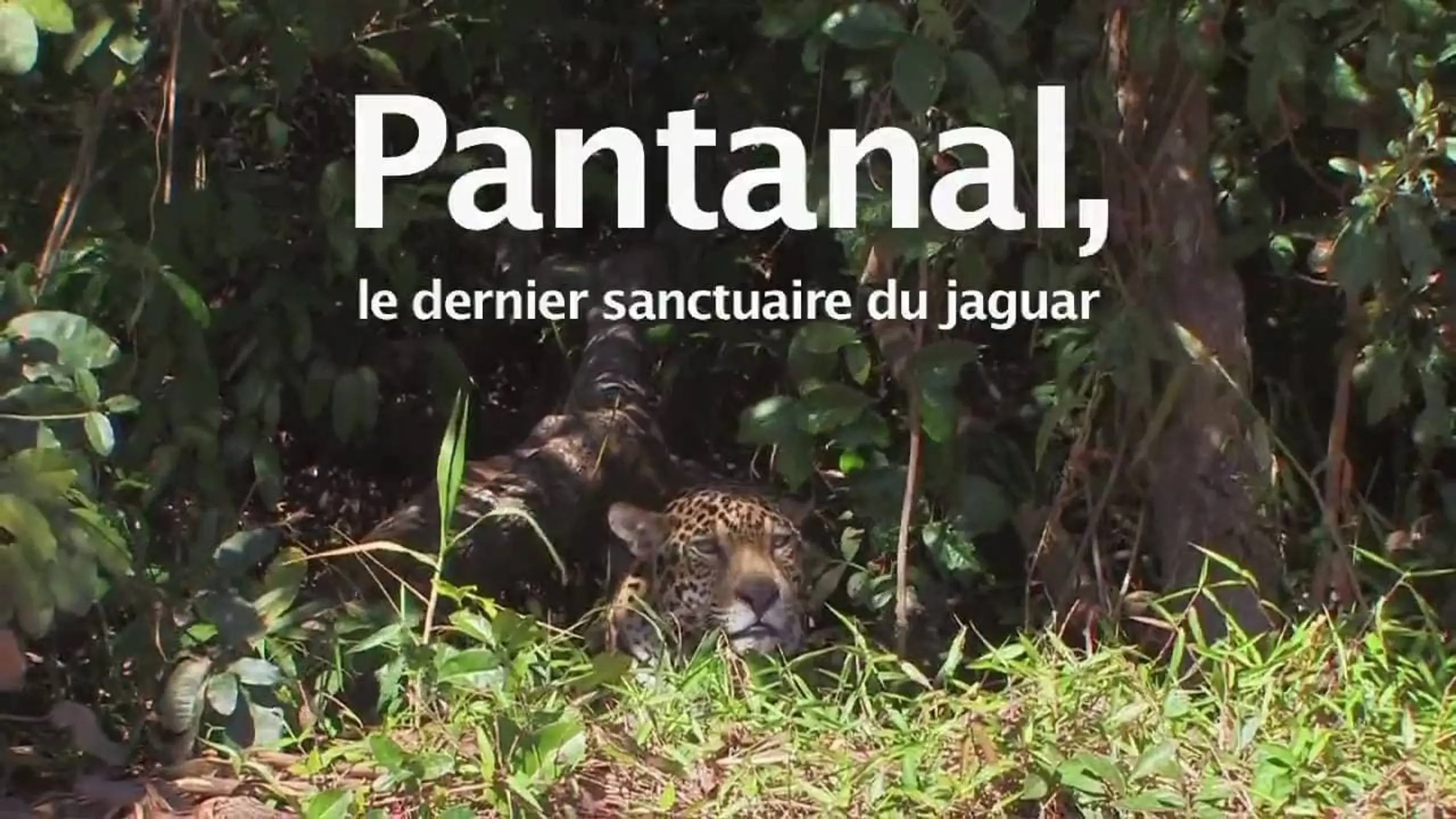 Pantanal, le dernier sanctuaire du jaguar