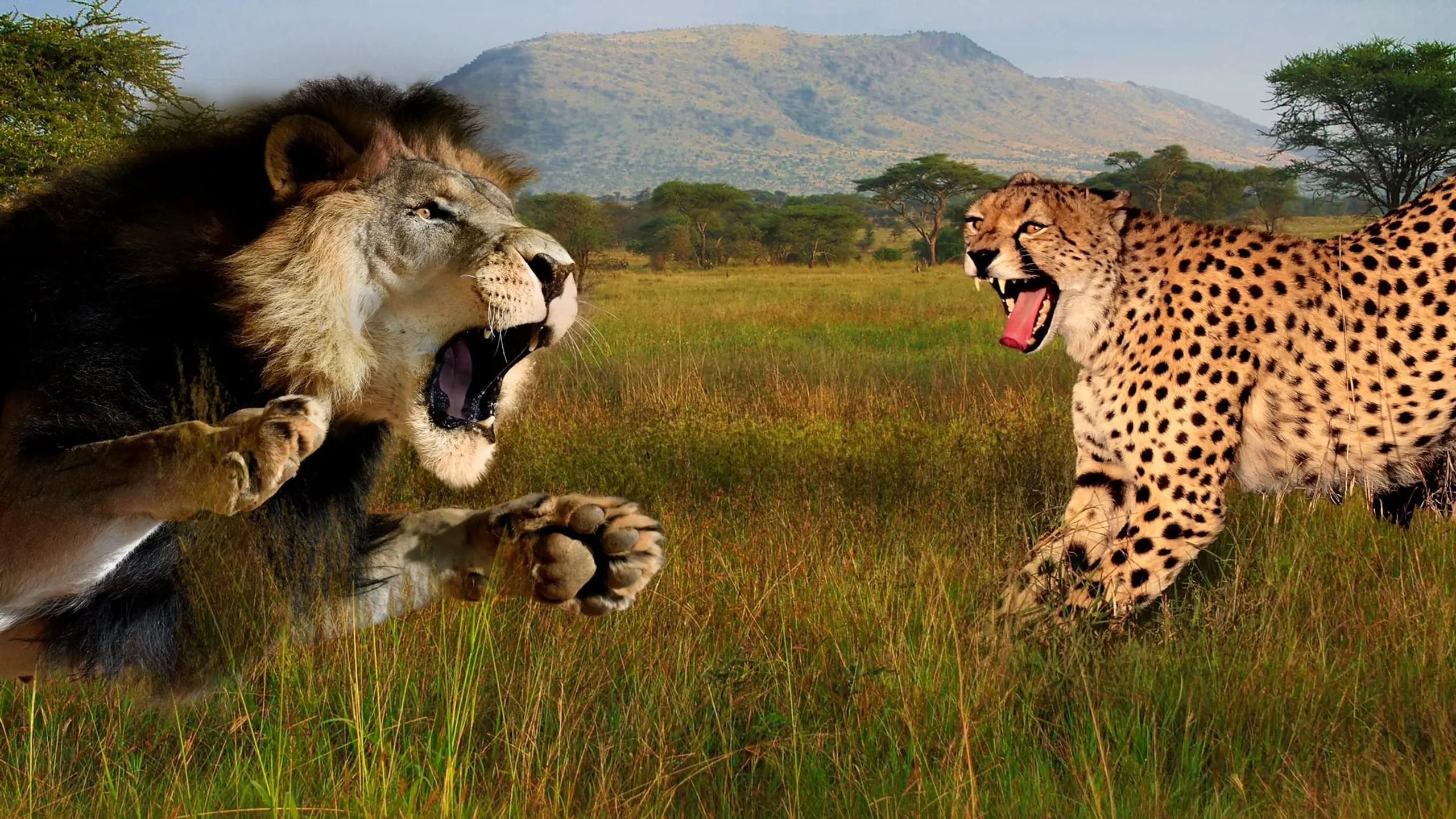 Cat Wars: Lion vs. Cheetah