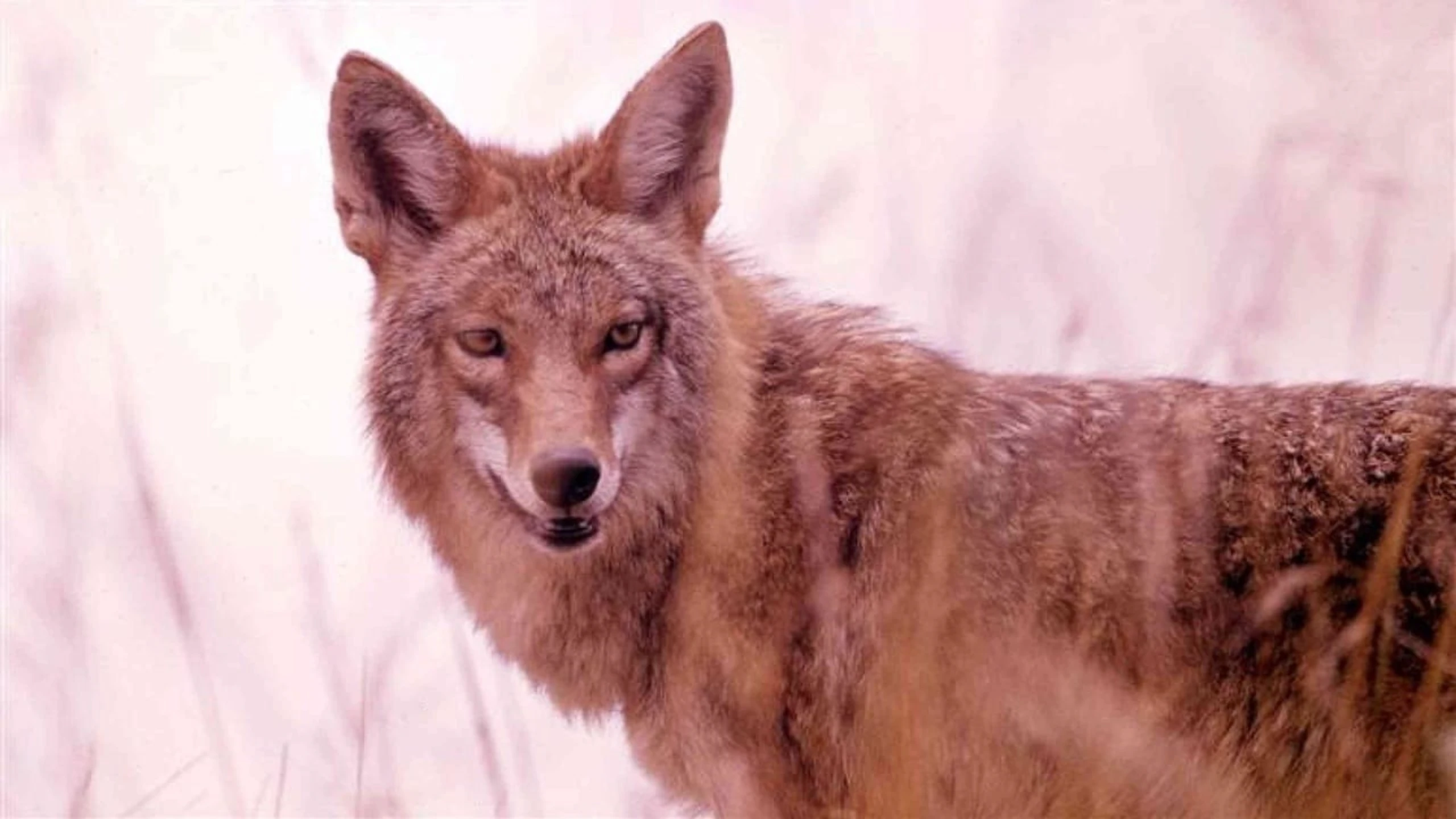 A Country Coyote Goes Hollywood
