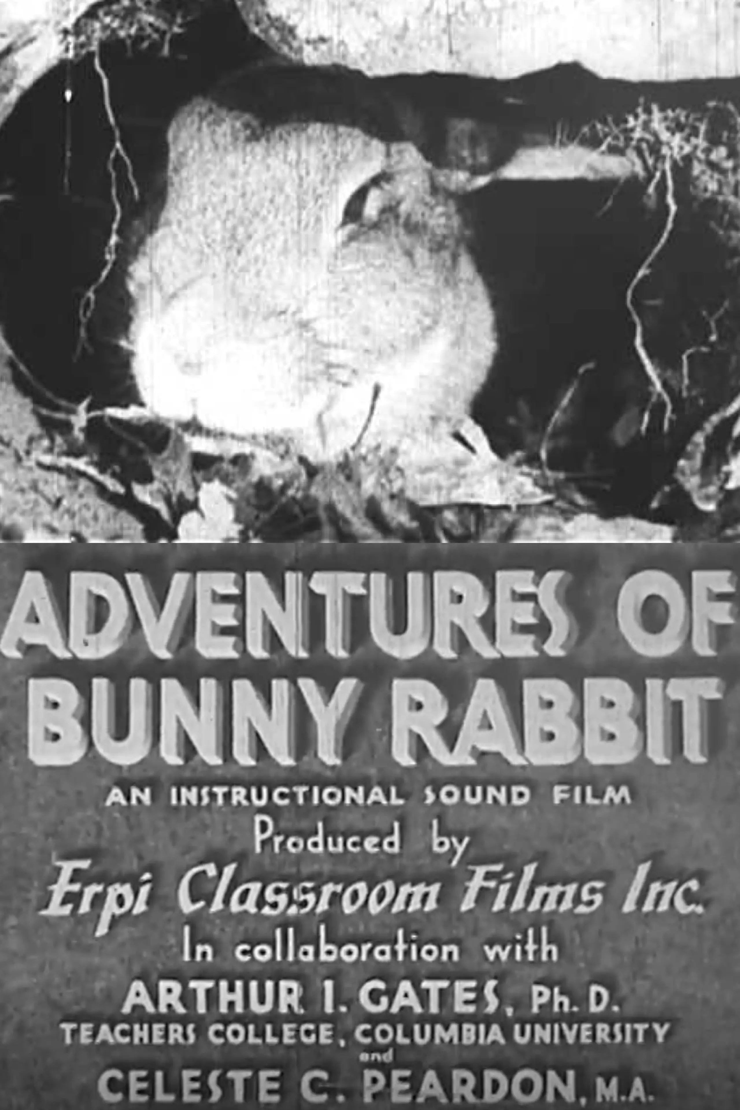 Adventures of Bunny Rabbit