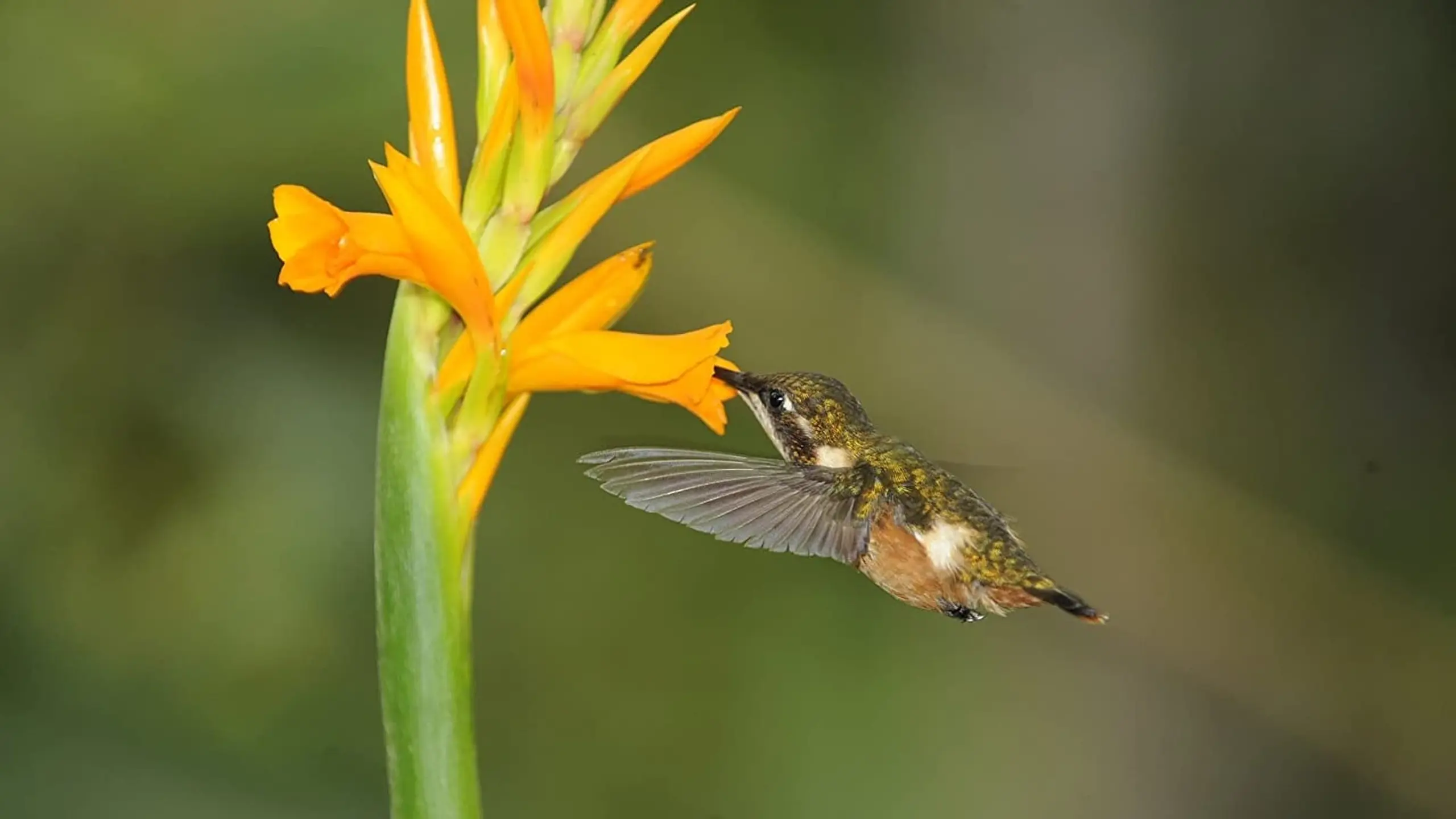 Kolibris: Leben am Limit