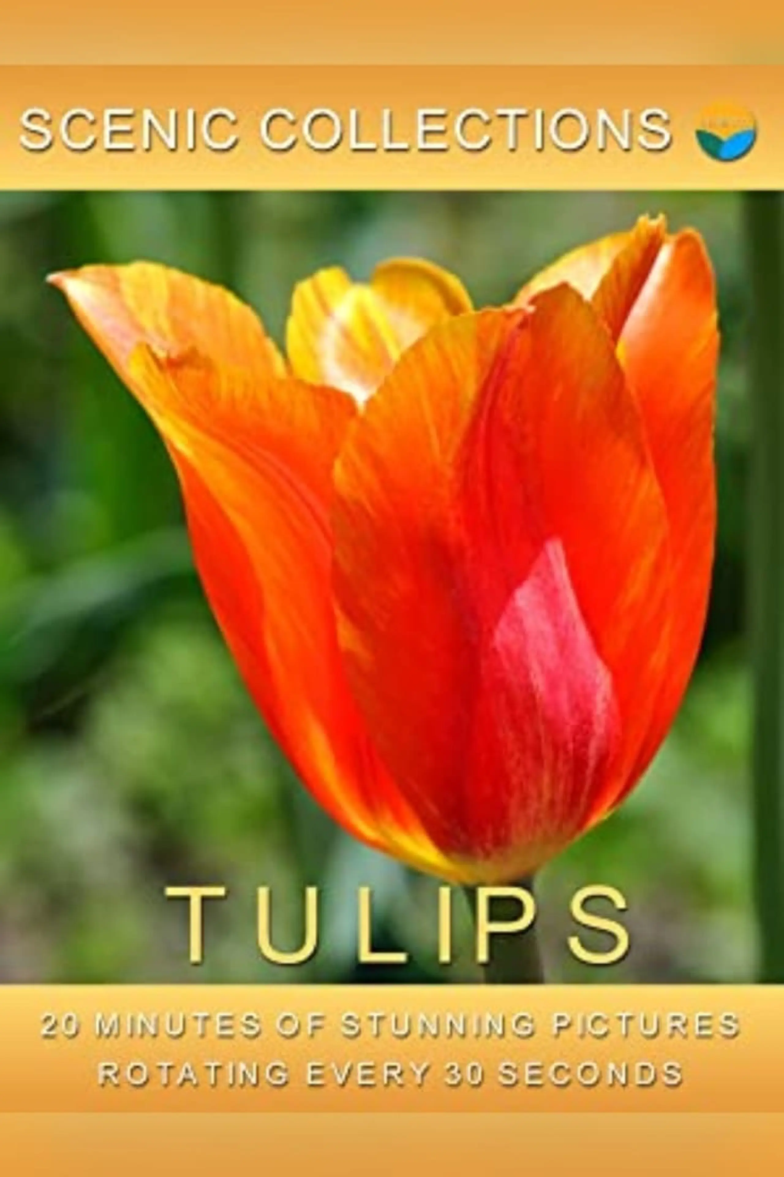 Serenity Channel - Tulips