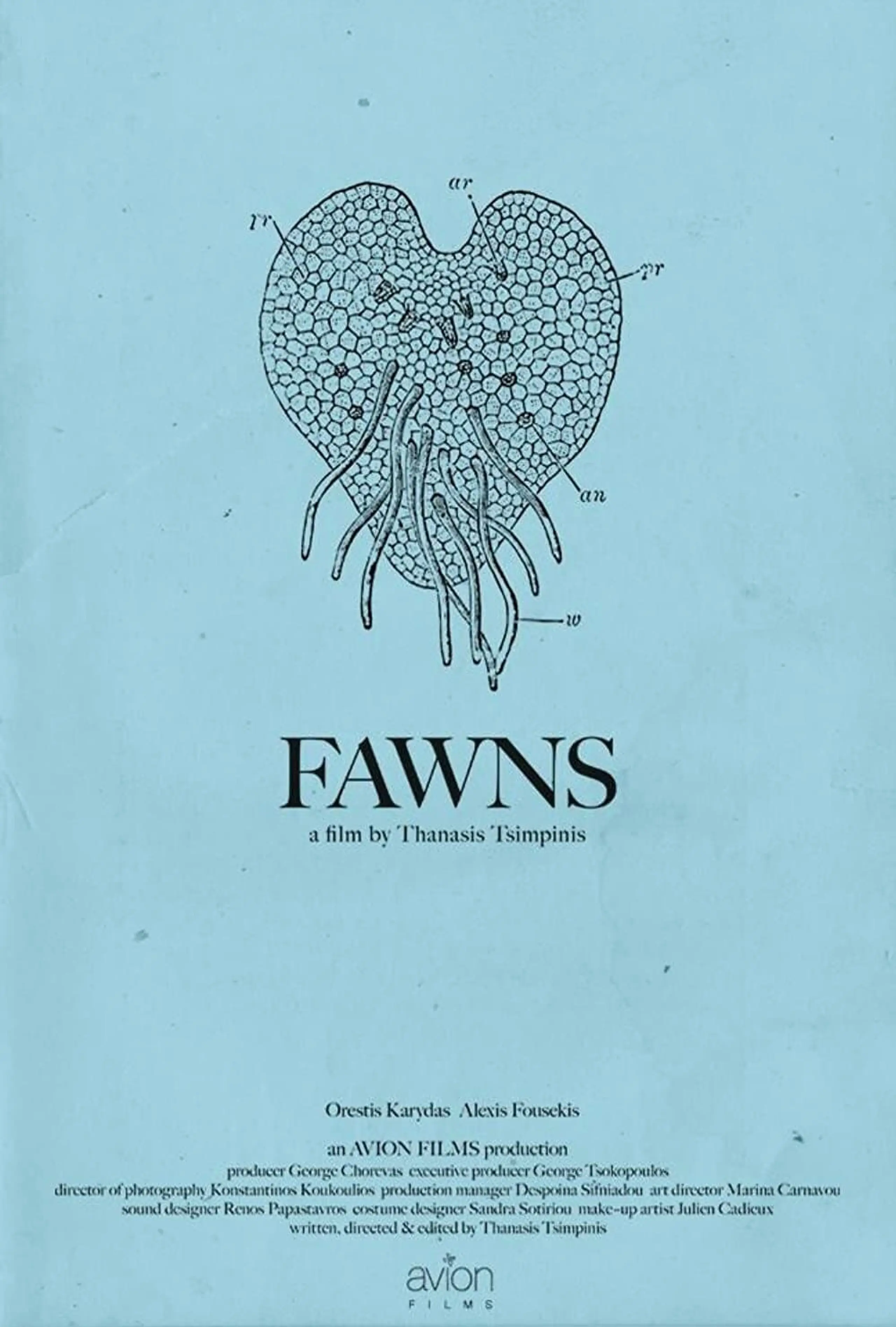 Fawns