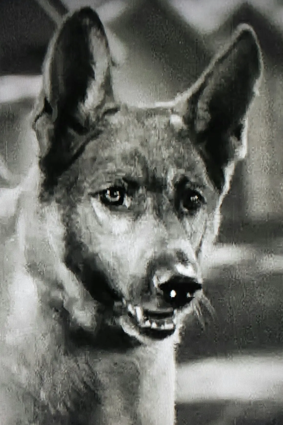 Foto von Grey Shadow