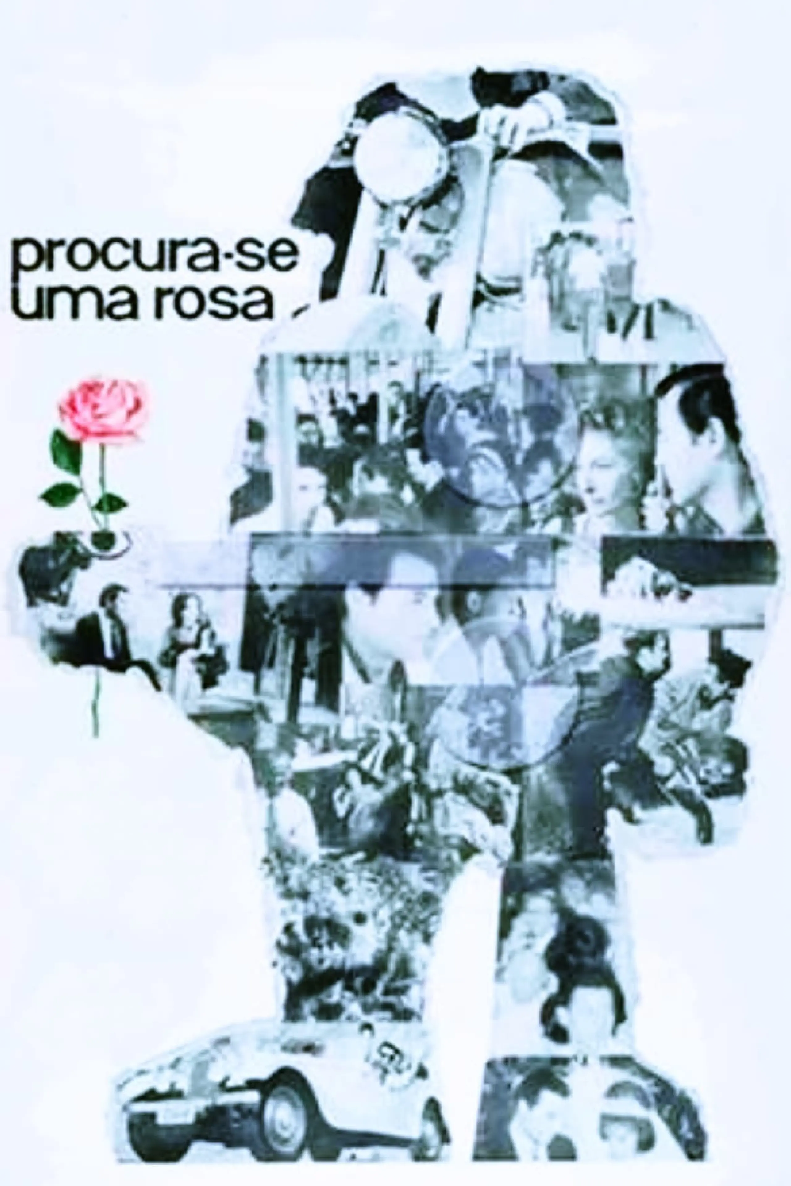 Procura-se Uma Rosa