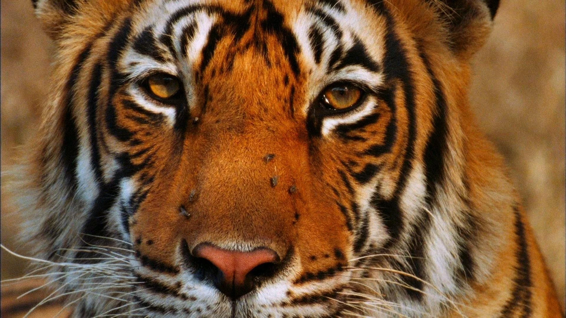 Nature: Broken Tail A Tiger's Last Journey