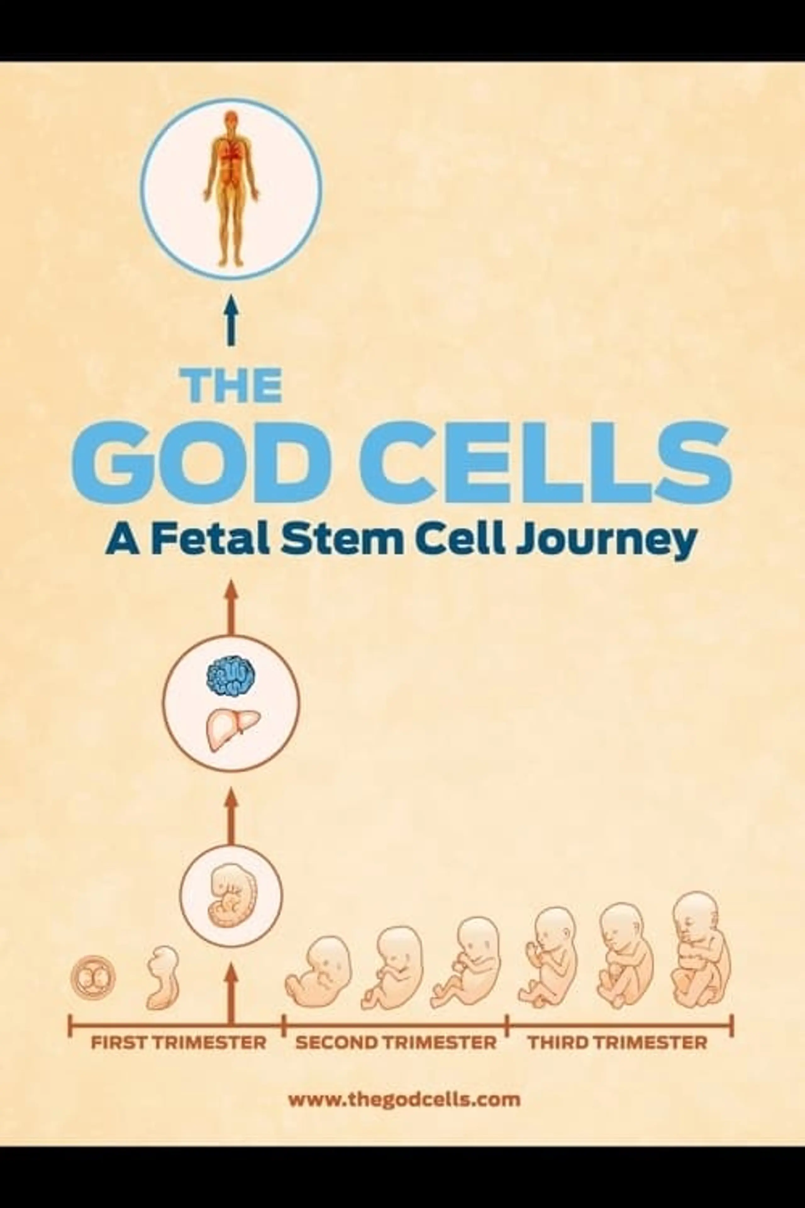 The God Cells