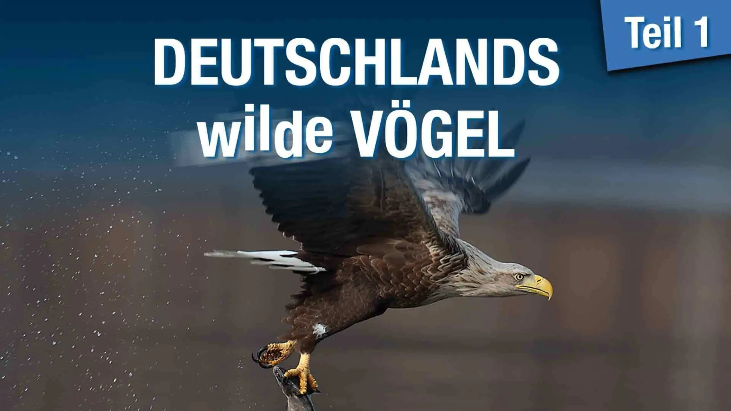 Deutschlands wilde Vögel - Teil 1