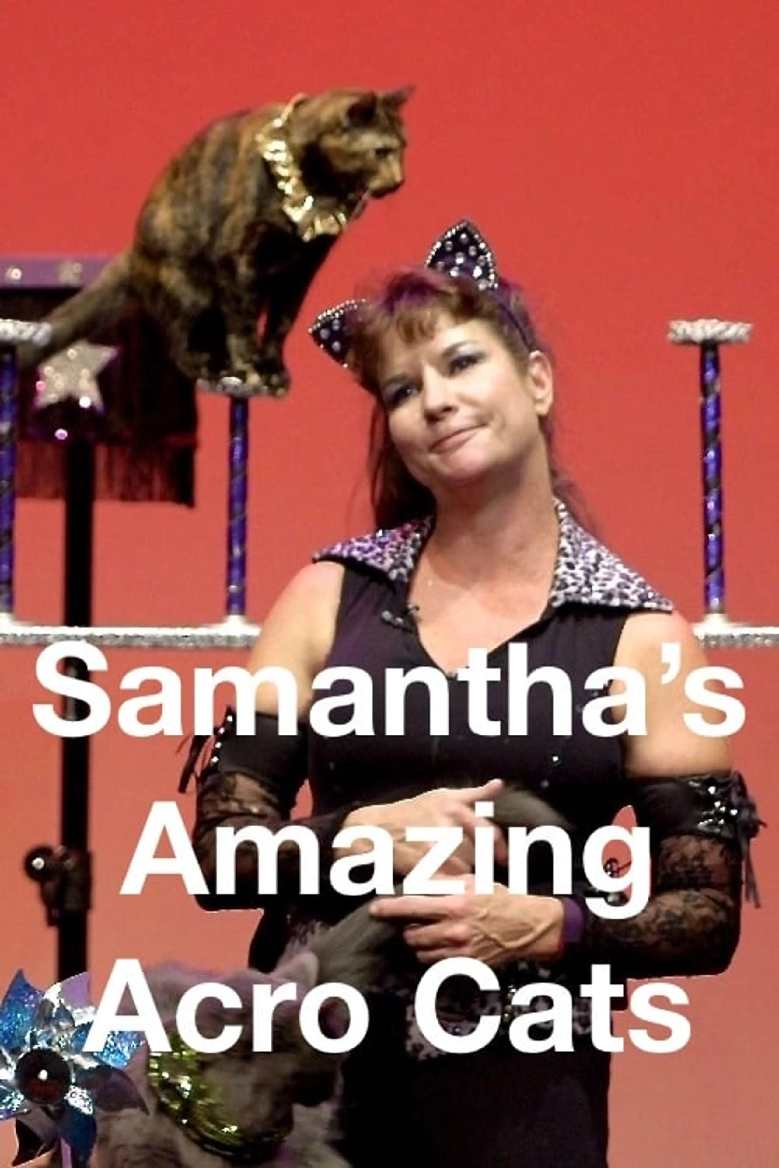 Samantha’s Amazing Acro Cats