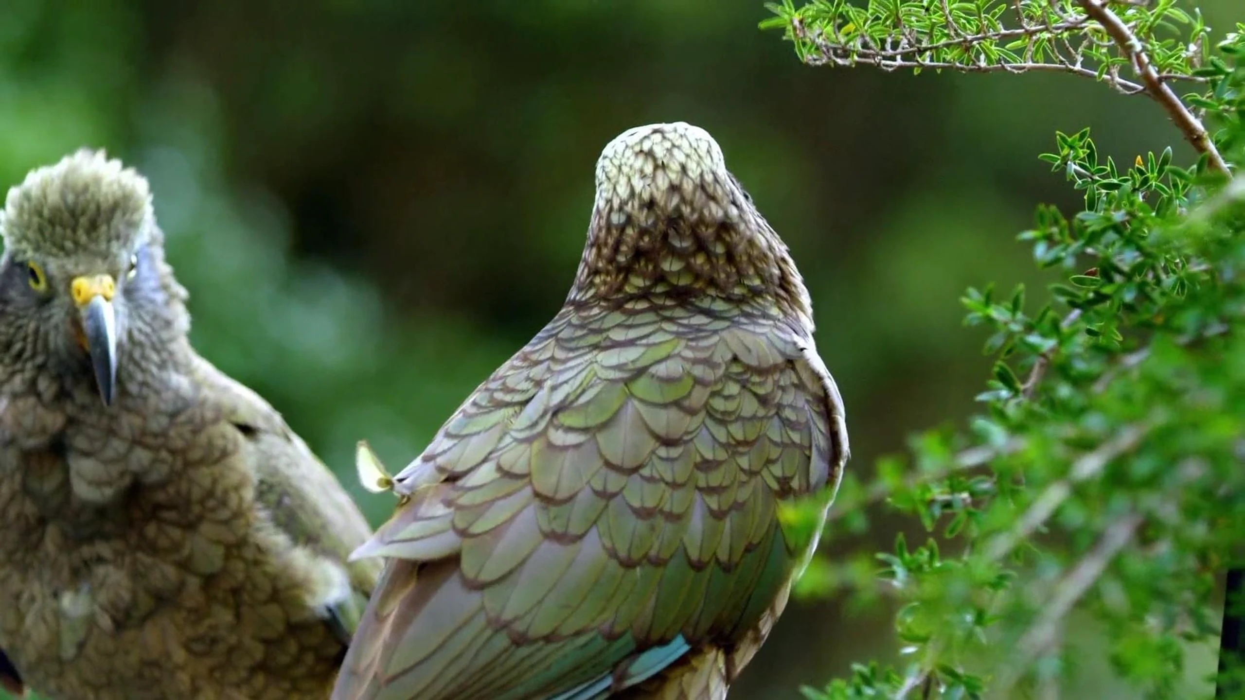 Keas: New Zealand's Witty Daredevils