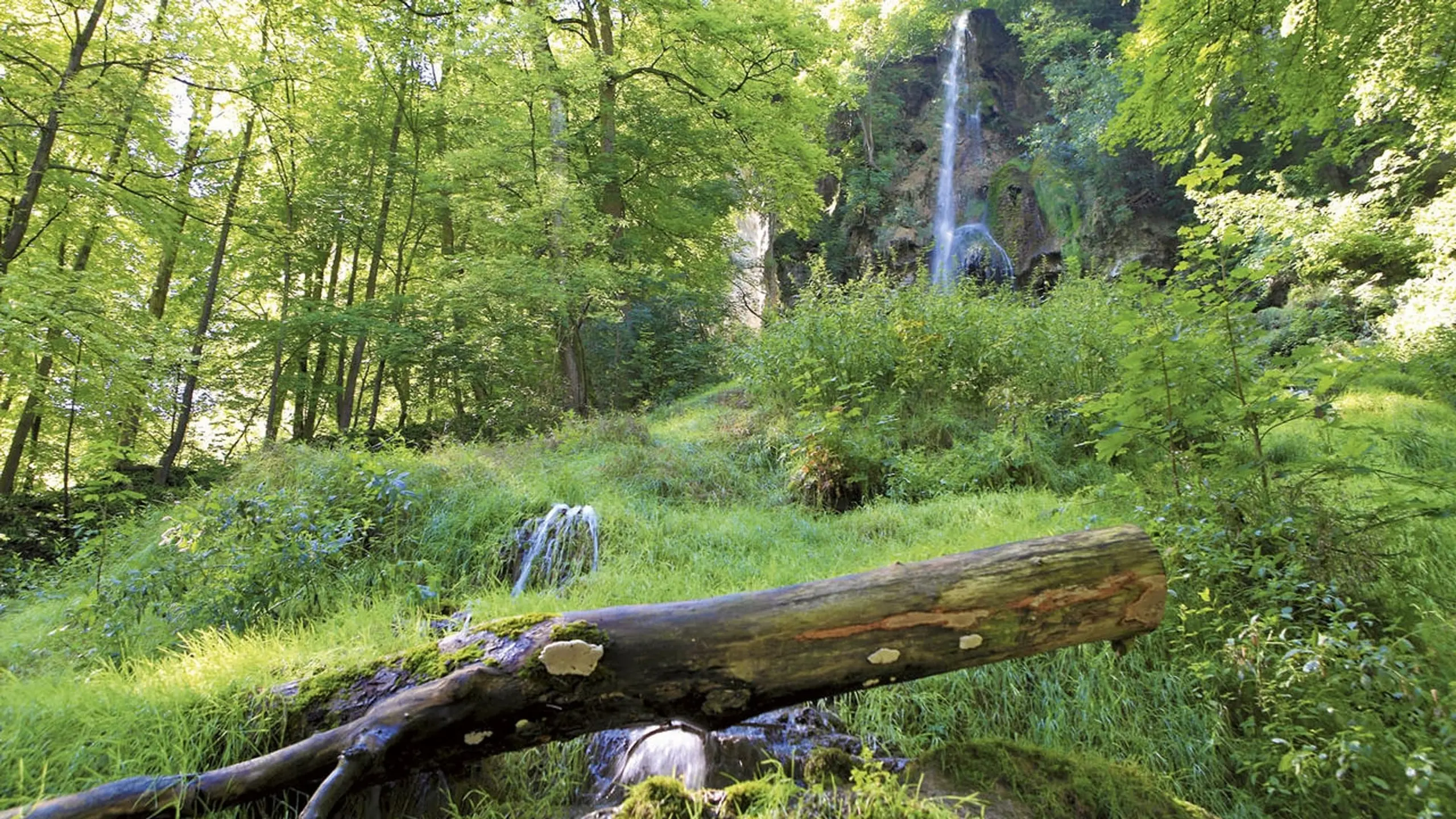 Deutsche Wälder 3D: Natur pur