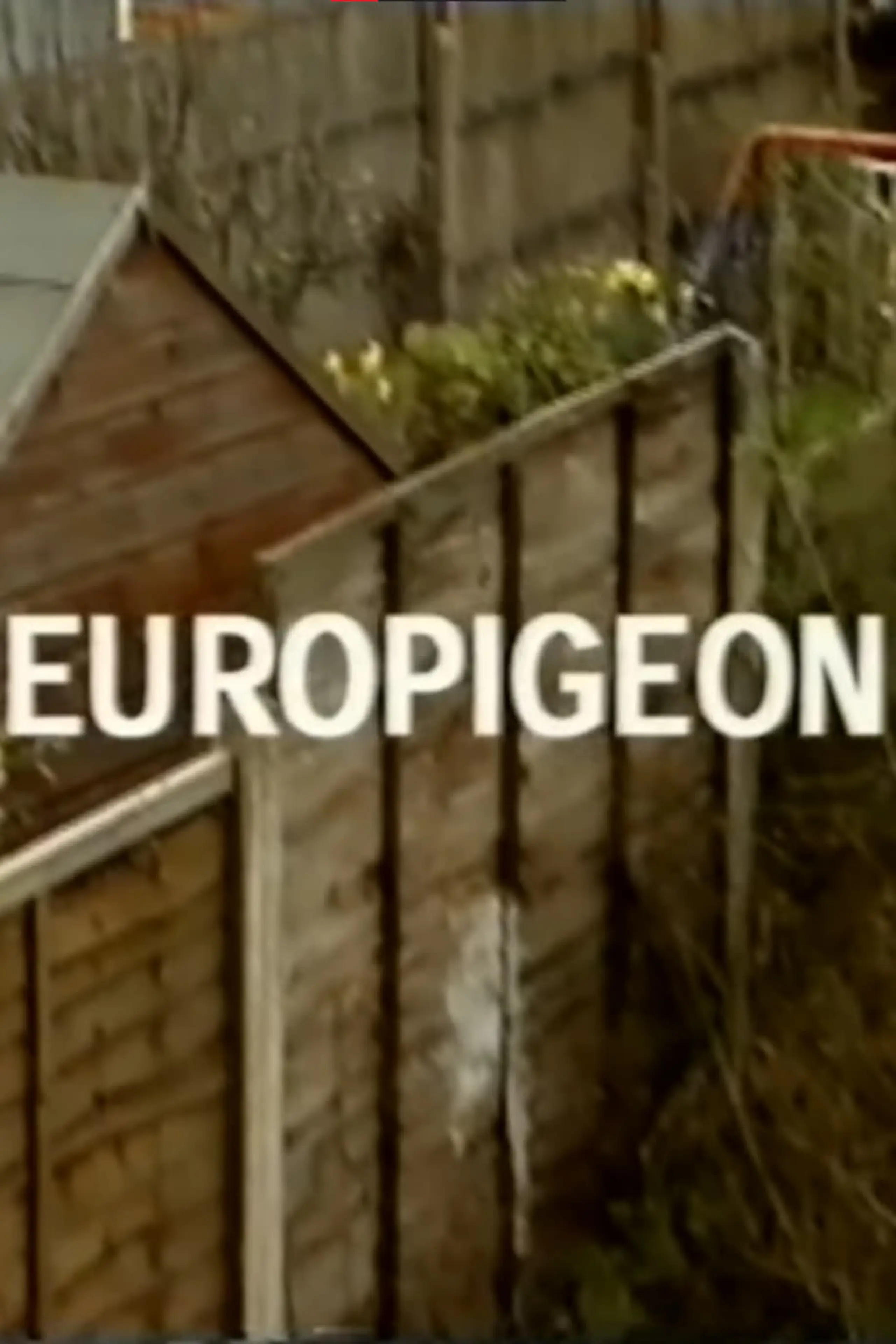 Europigeon