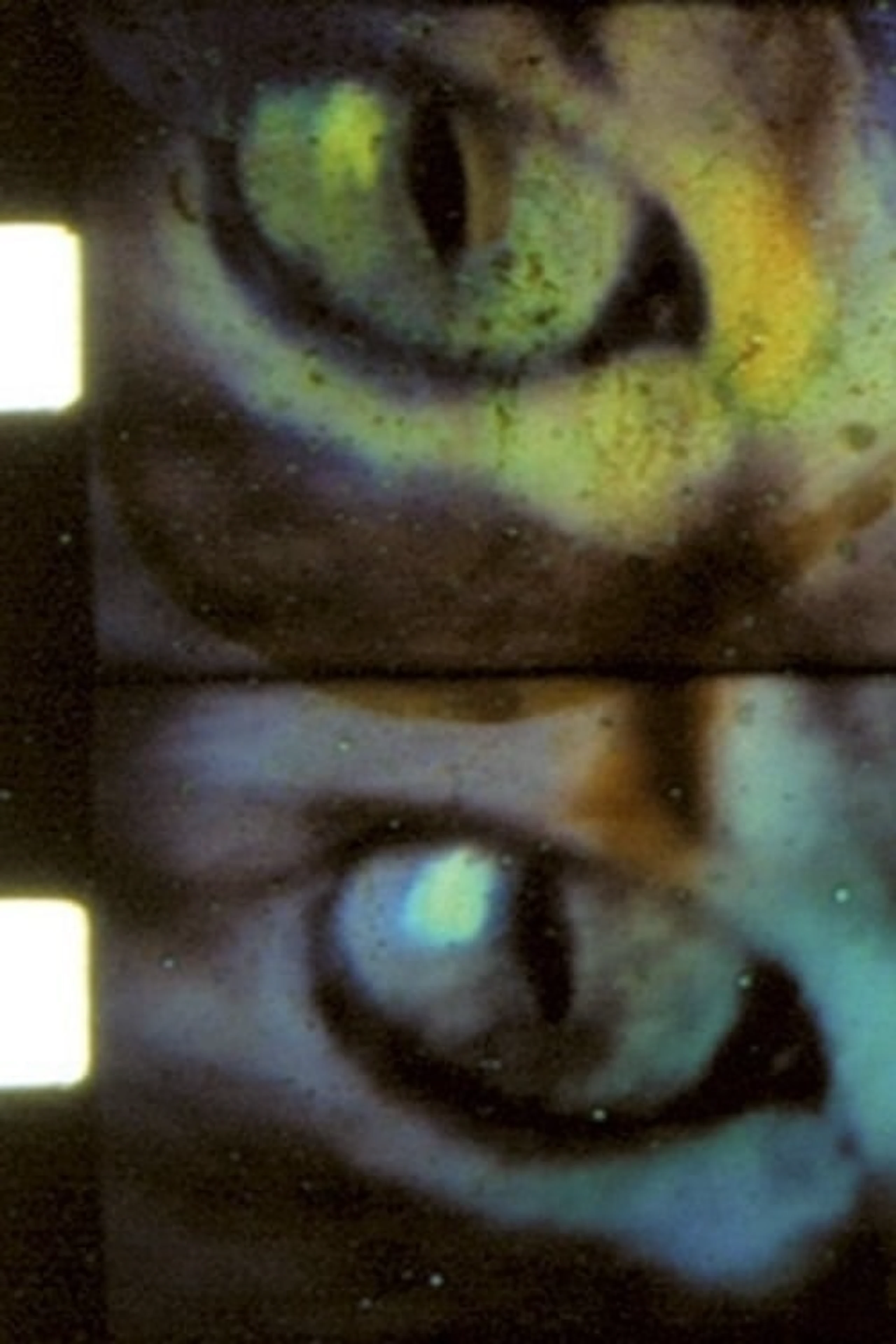 L'oeil sauvage