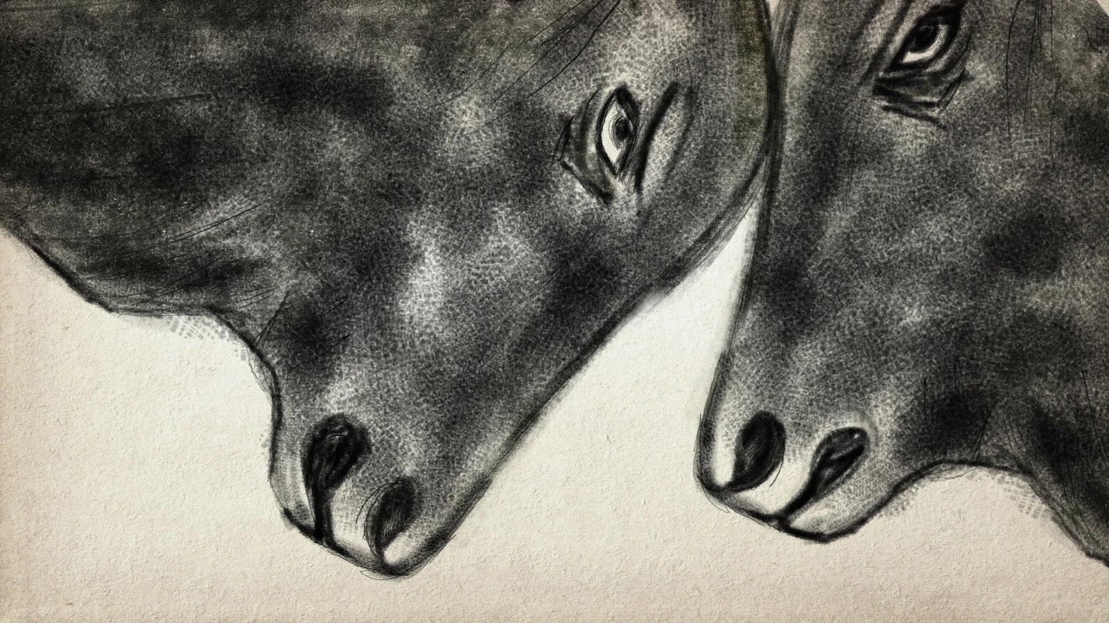 Fight of Bulls
