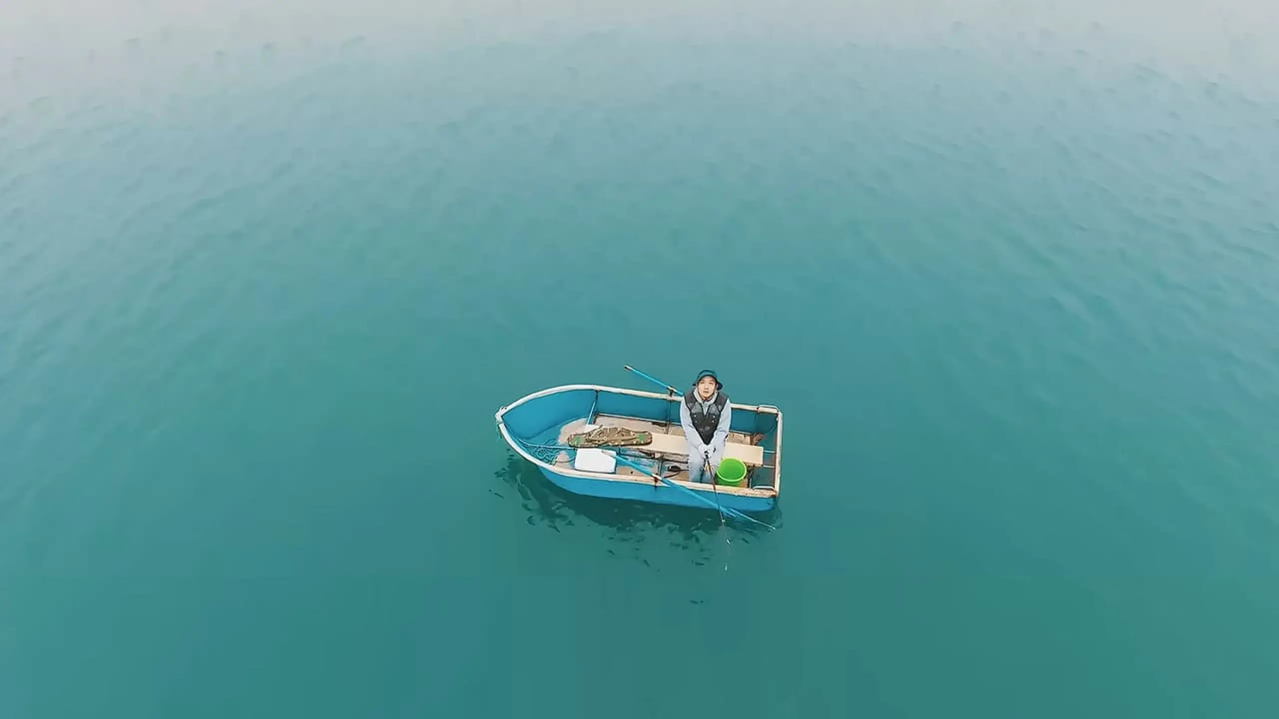 海带