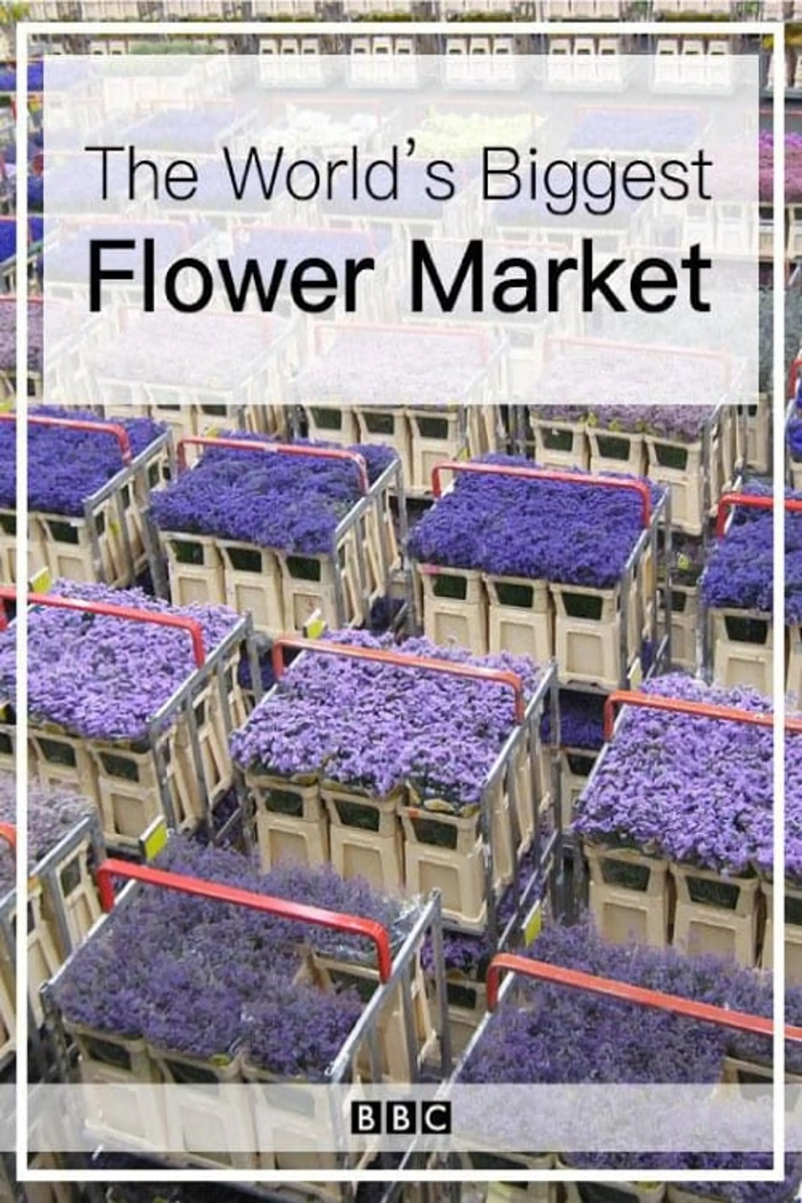 The World's Biggest Flower Market