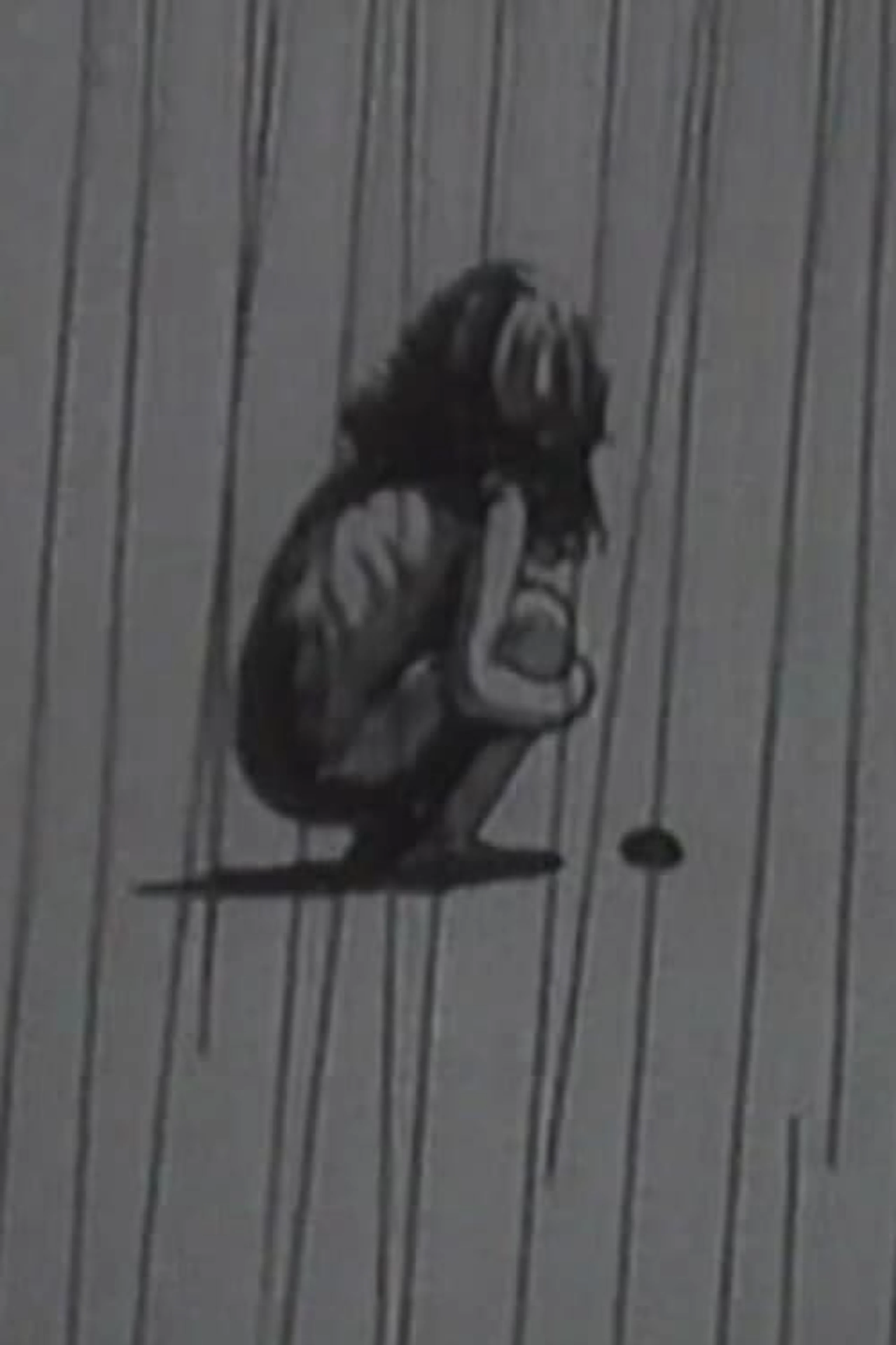 やまかがし