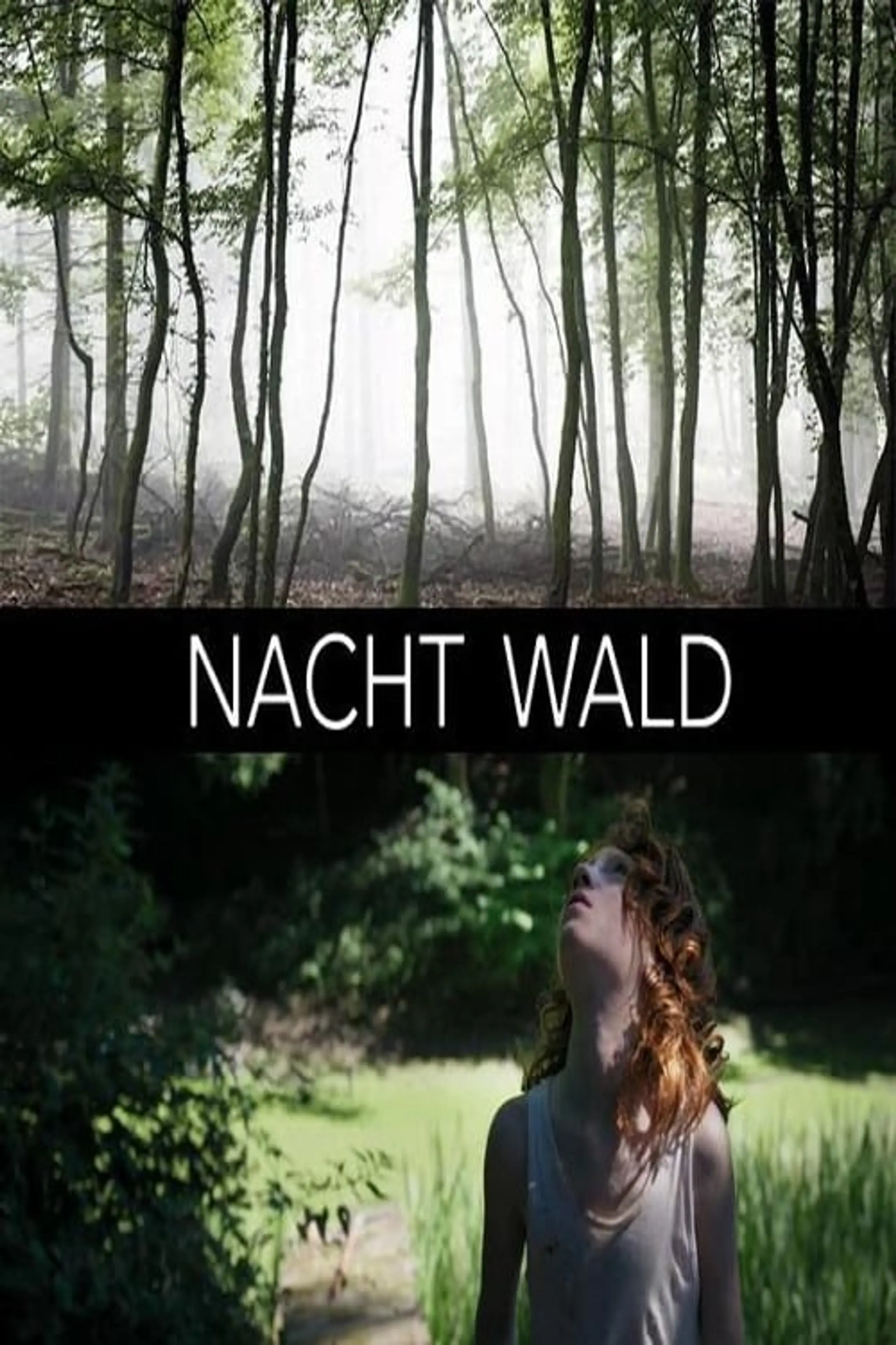 Nacht Wald