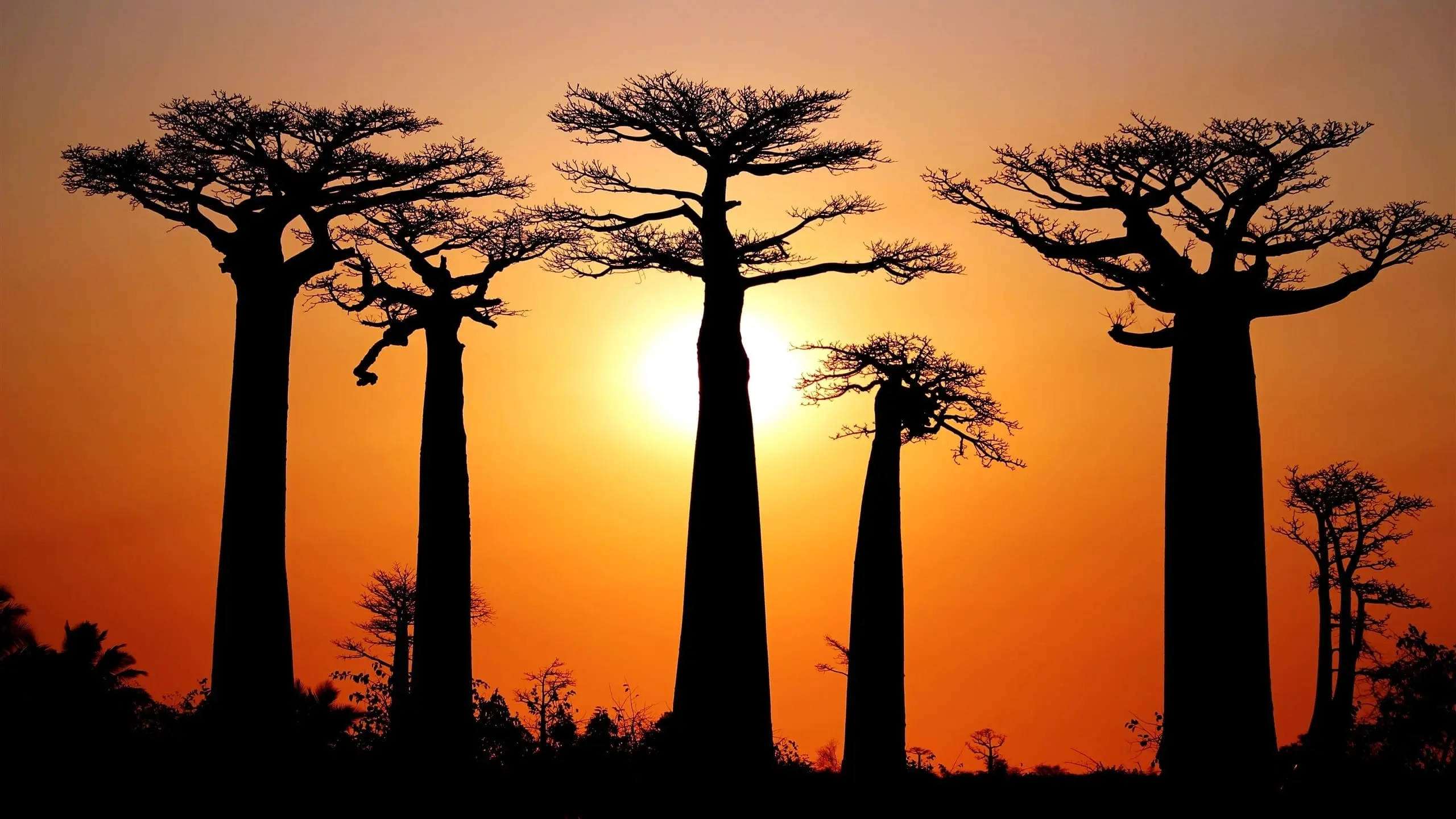 Baobabs between Land and Sea