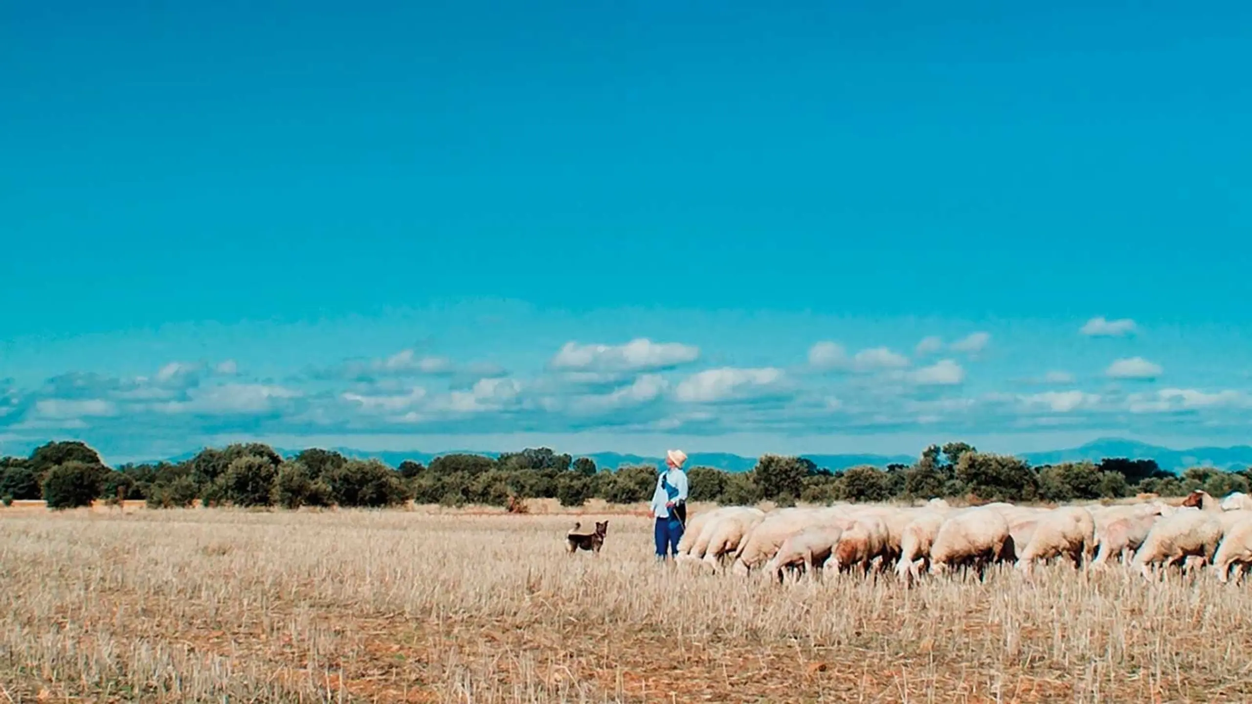 Meseta