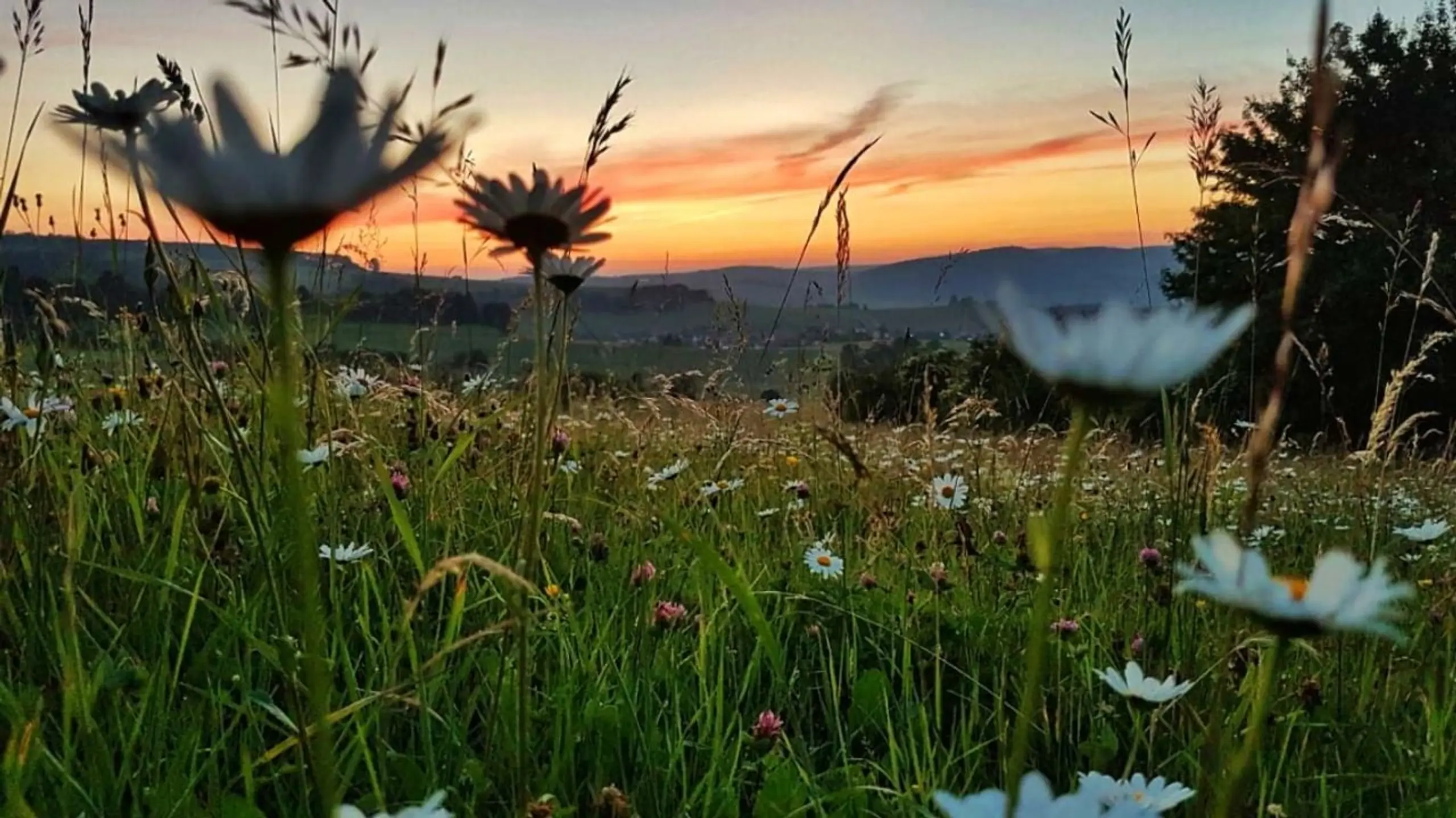 Die Wiese: Ein Paradies nebenan