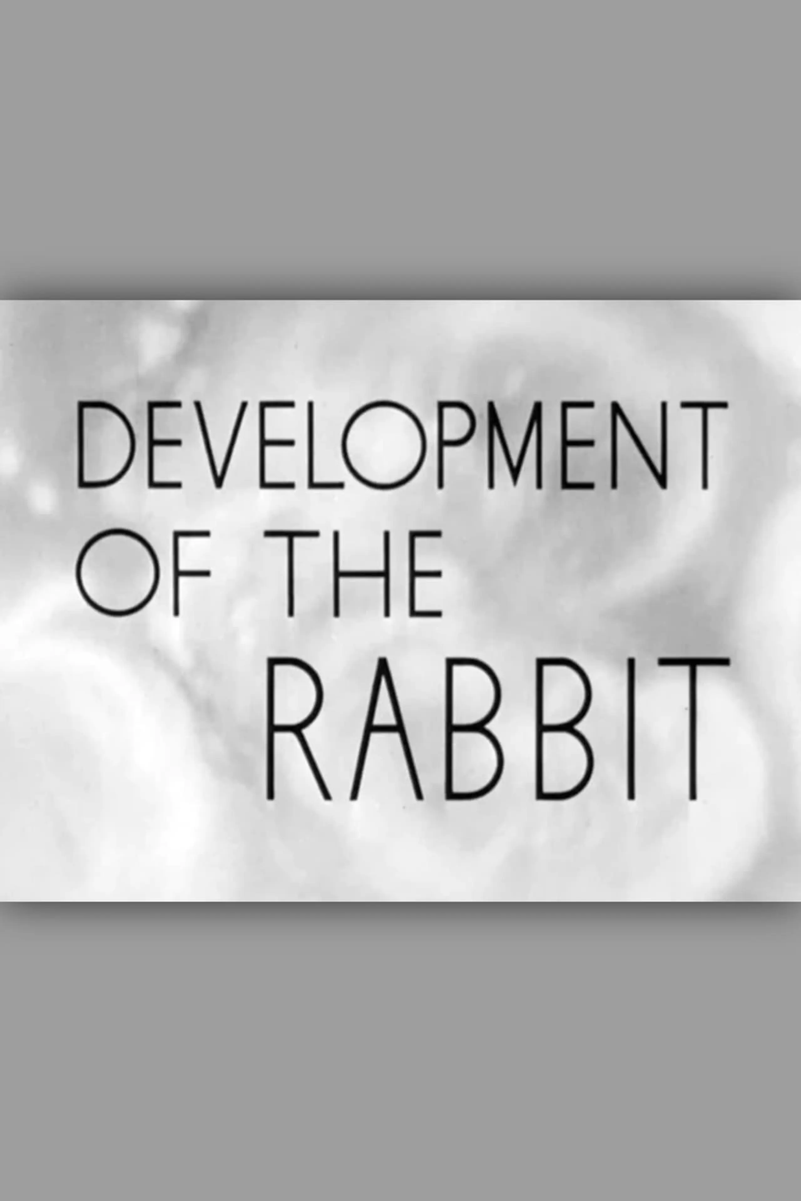 Development of the Rabbit