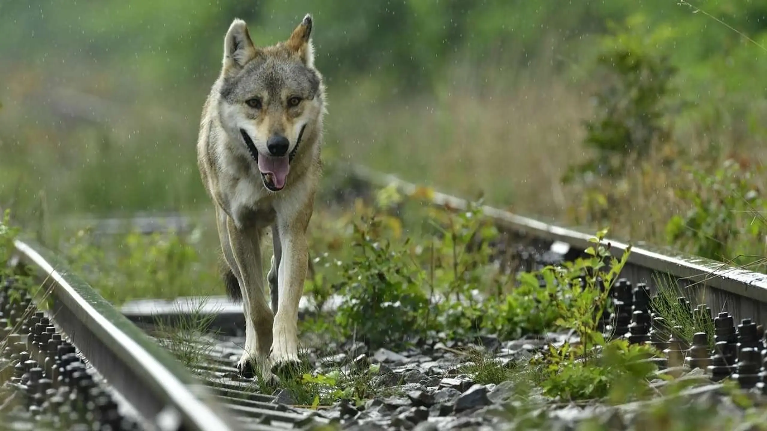 L'odysée du loup