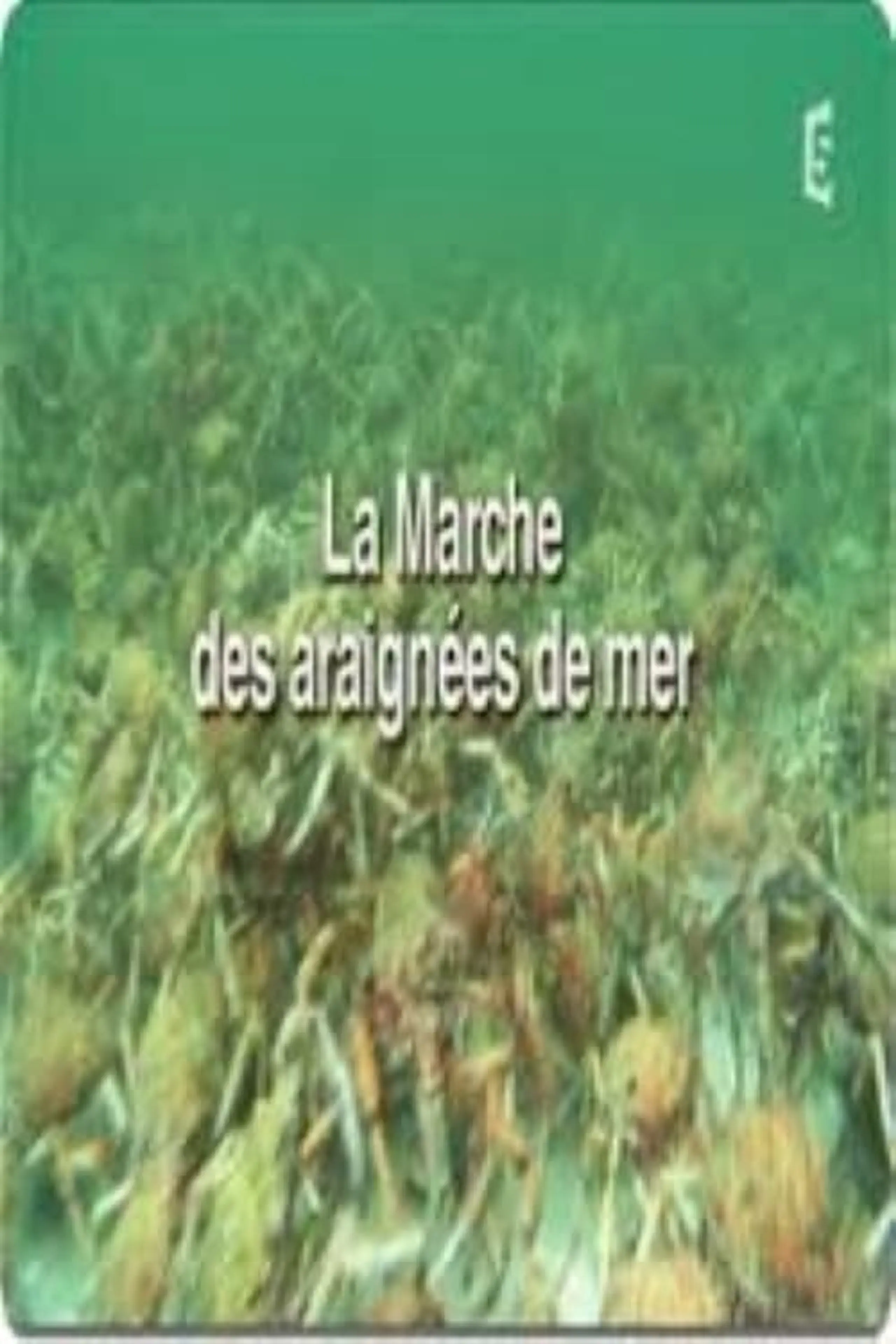 La marche des araignées de mer