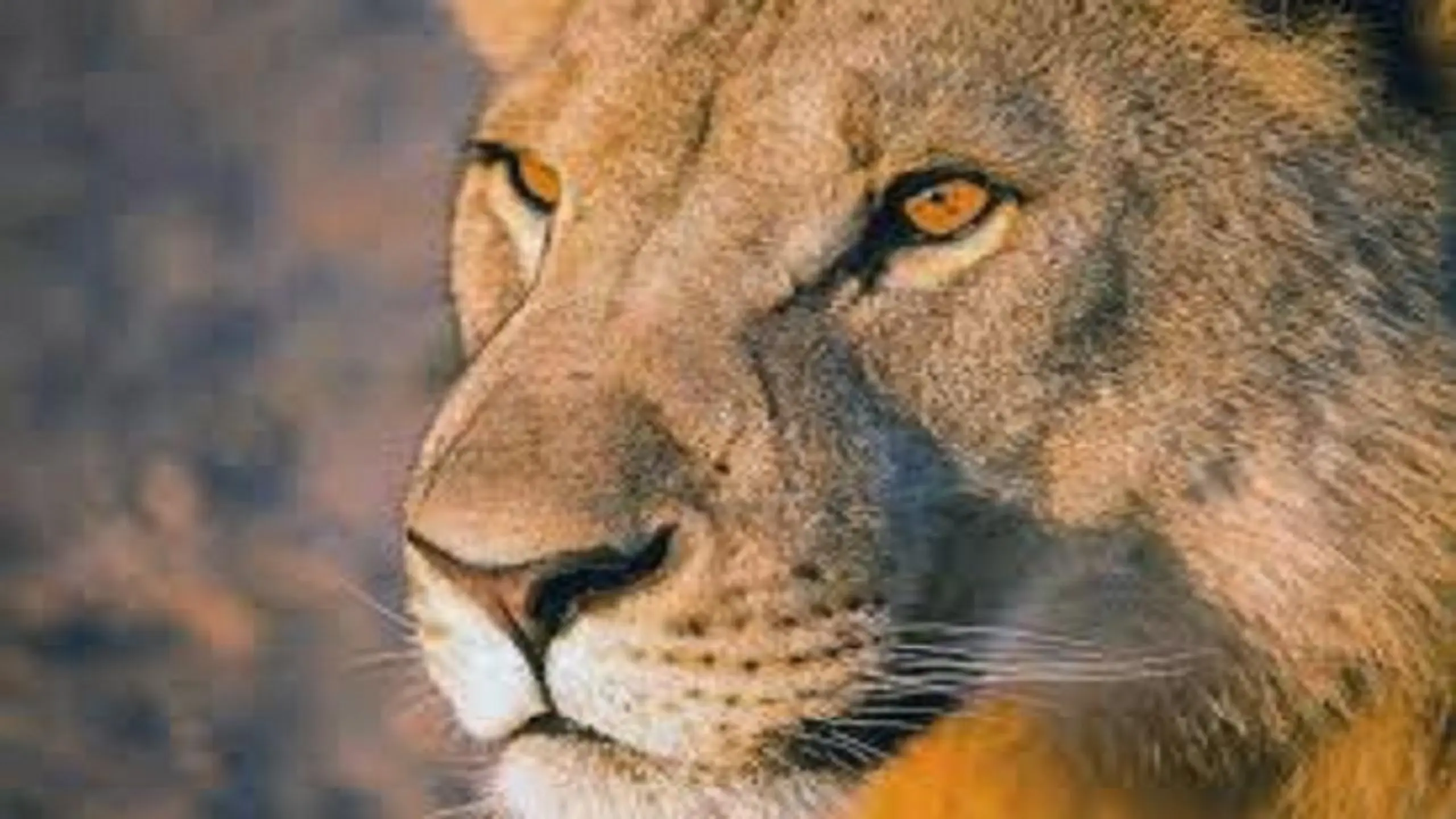 Lions de Namibie, les rois du désert