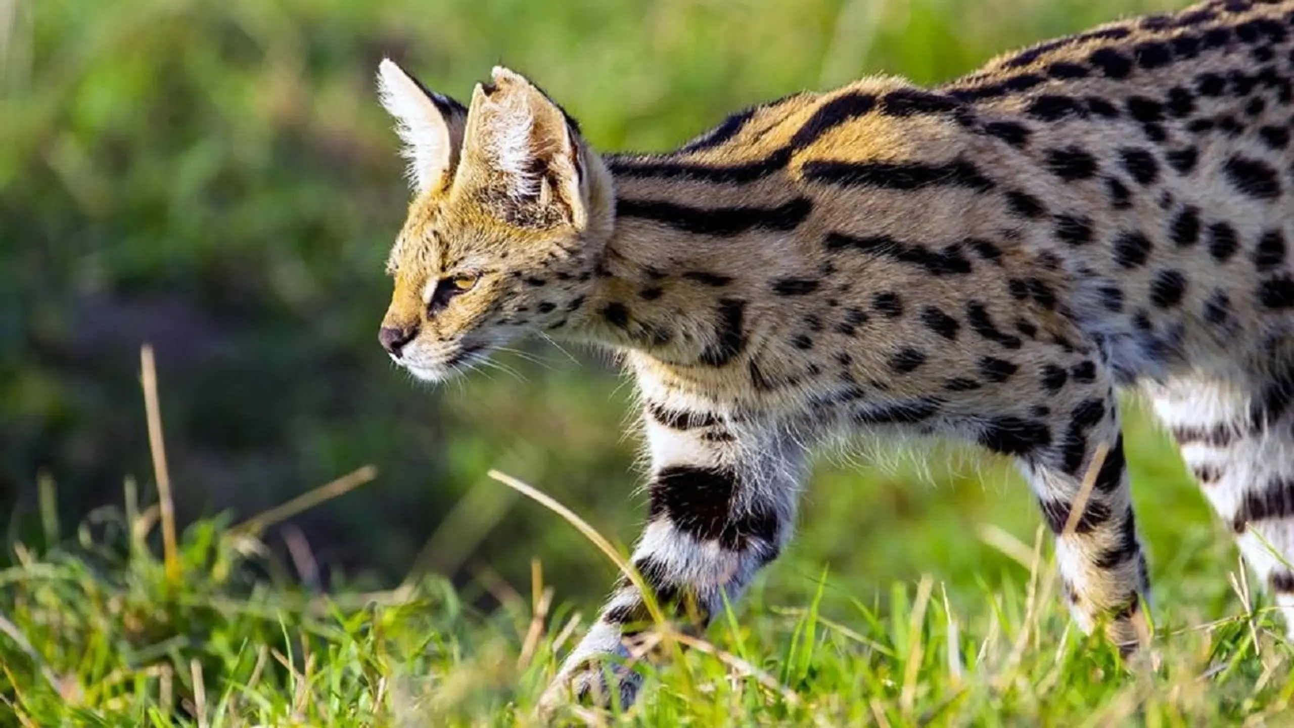 Serval, le félin des savanes africaines