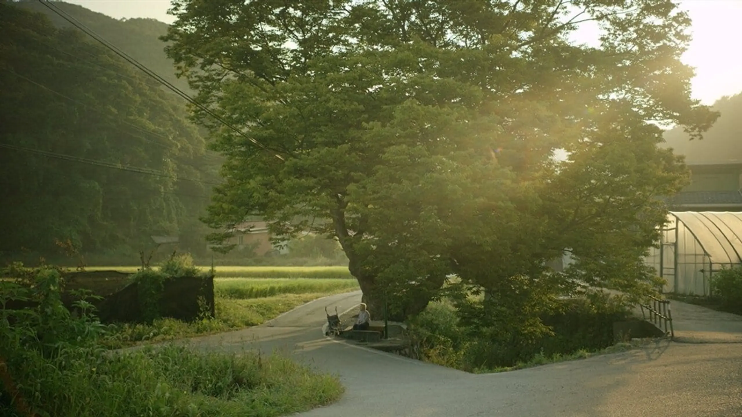 여름밤의 소리