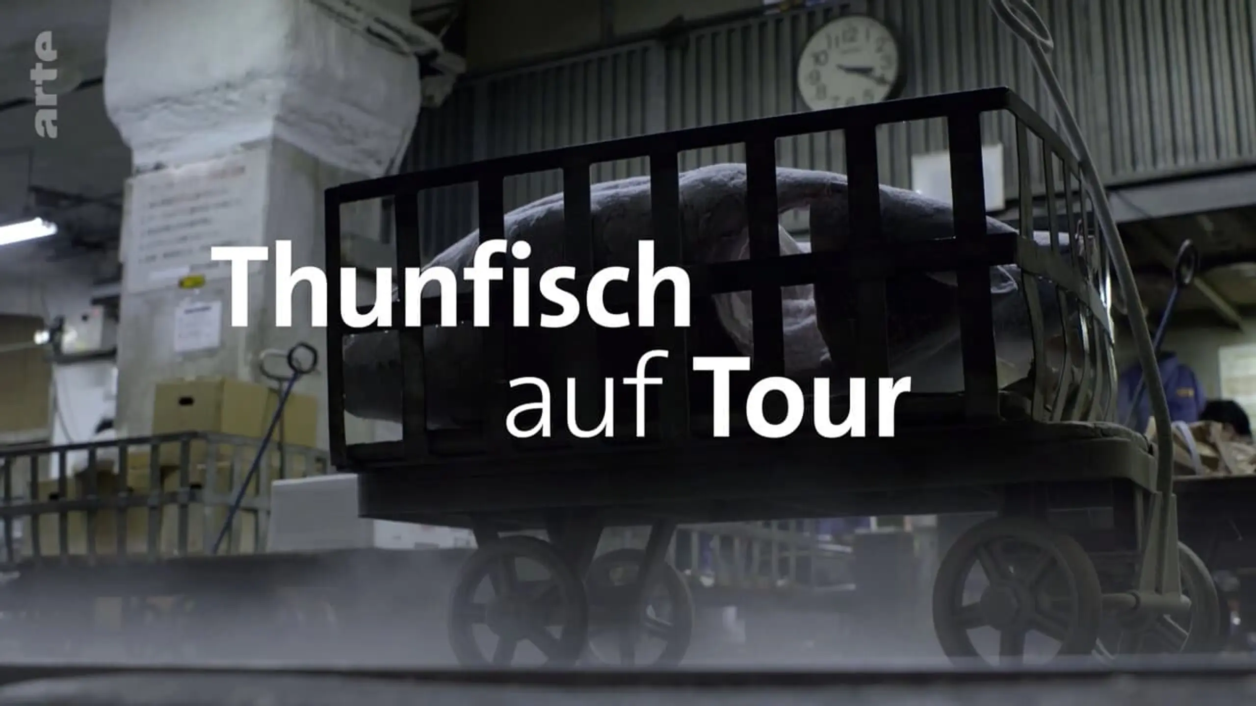 Thunfisch auf Tour