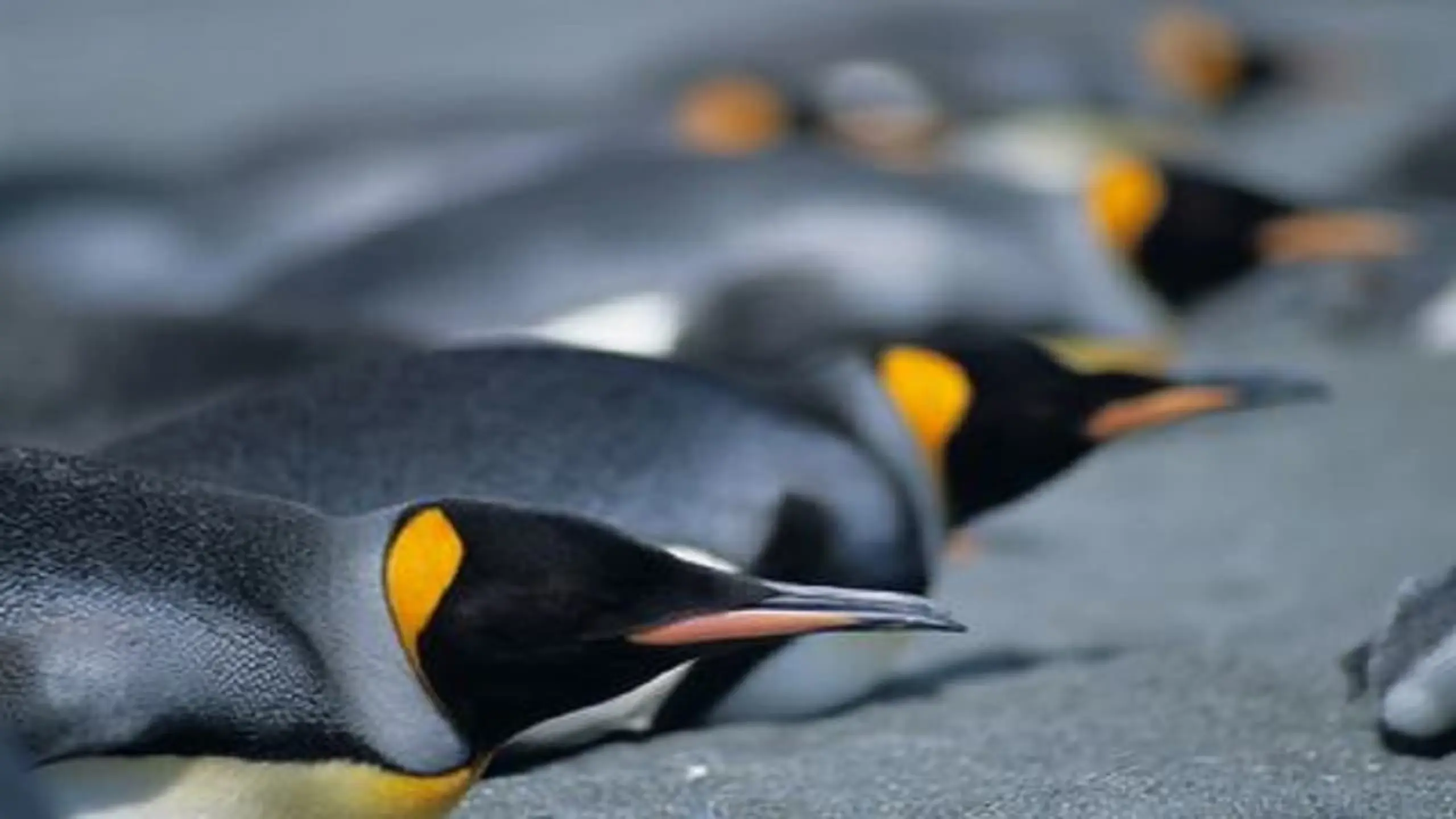 Penguins: The Story of the Bird that wanted to be Fish