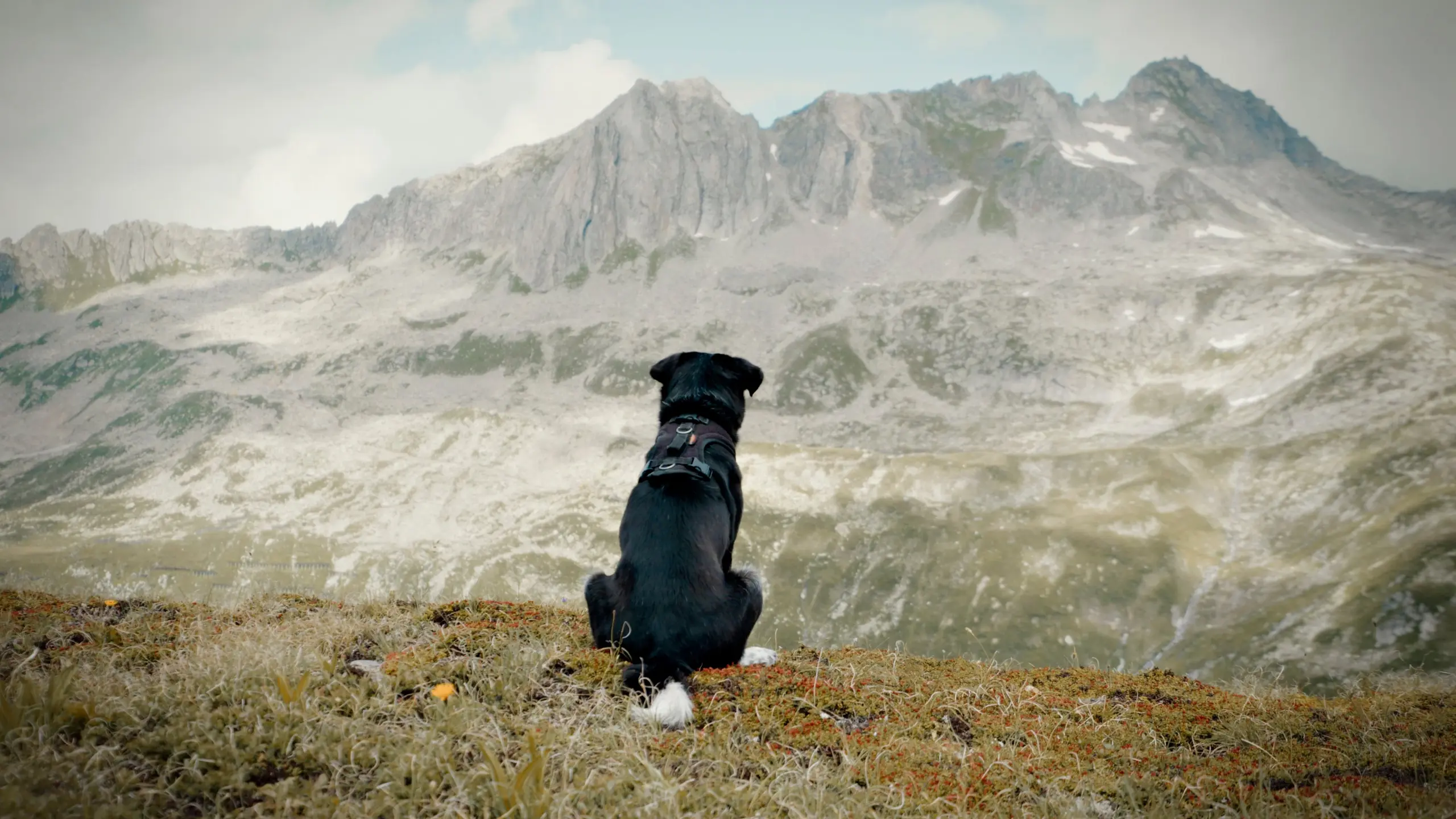 Cody - Wie ein Hund die Welt verändert