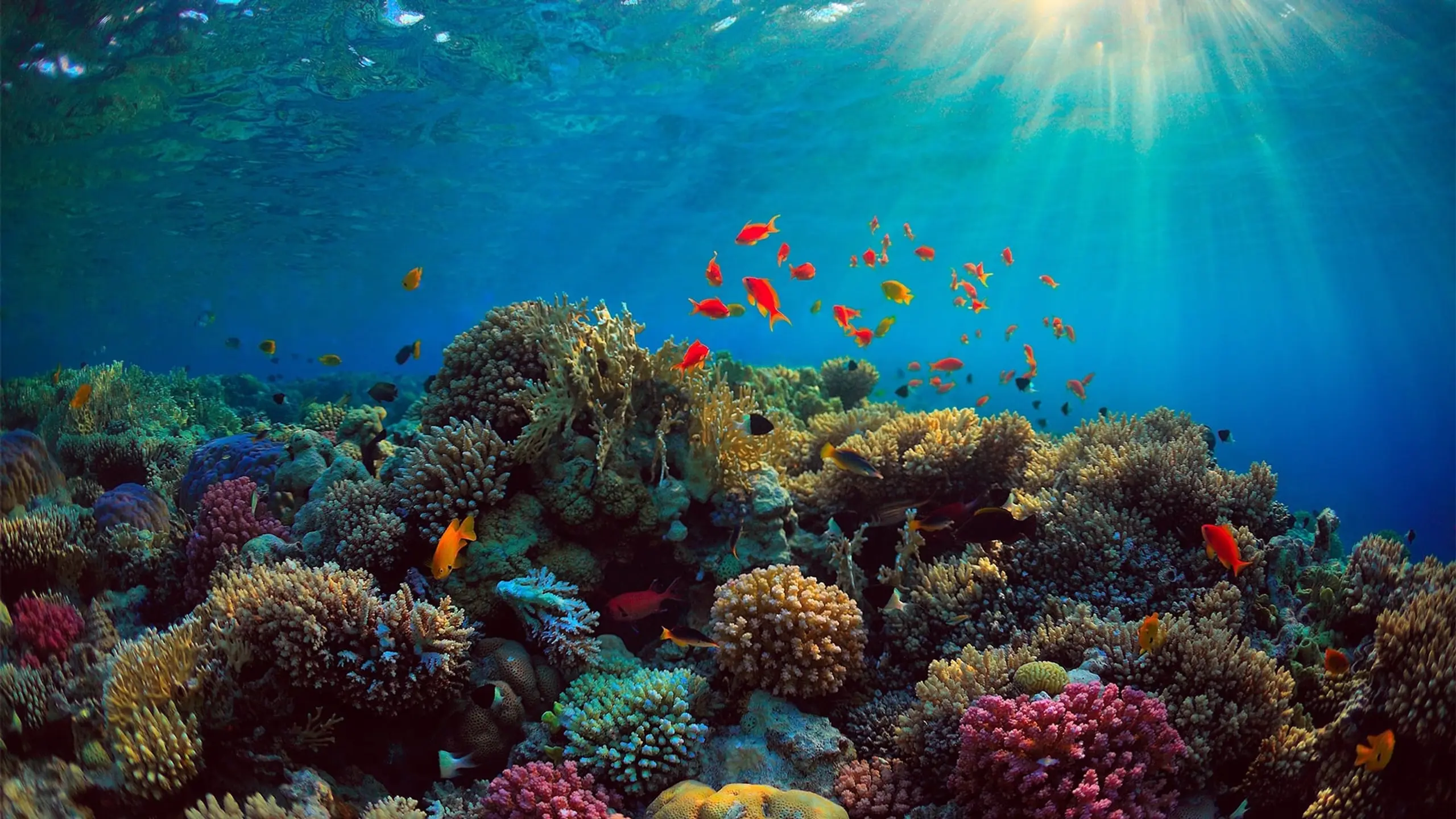 Can We Save the Reef?