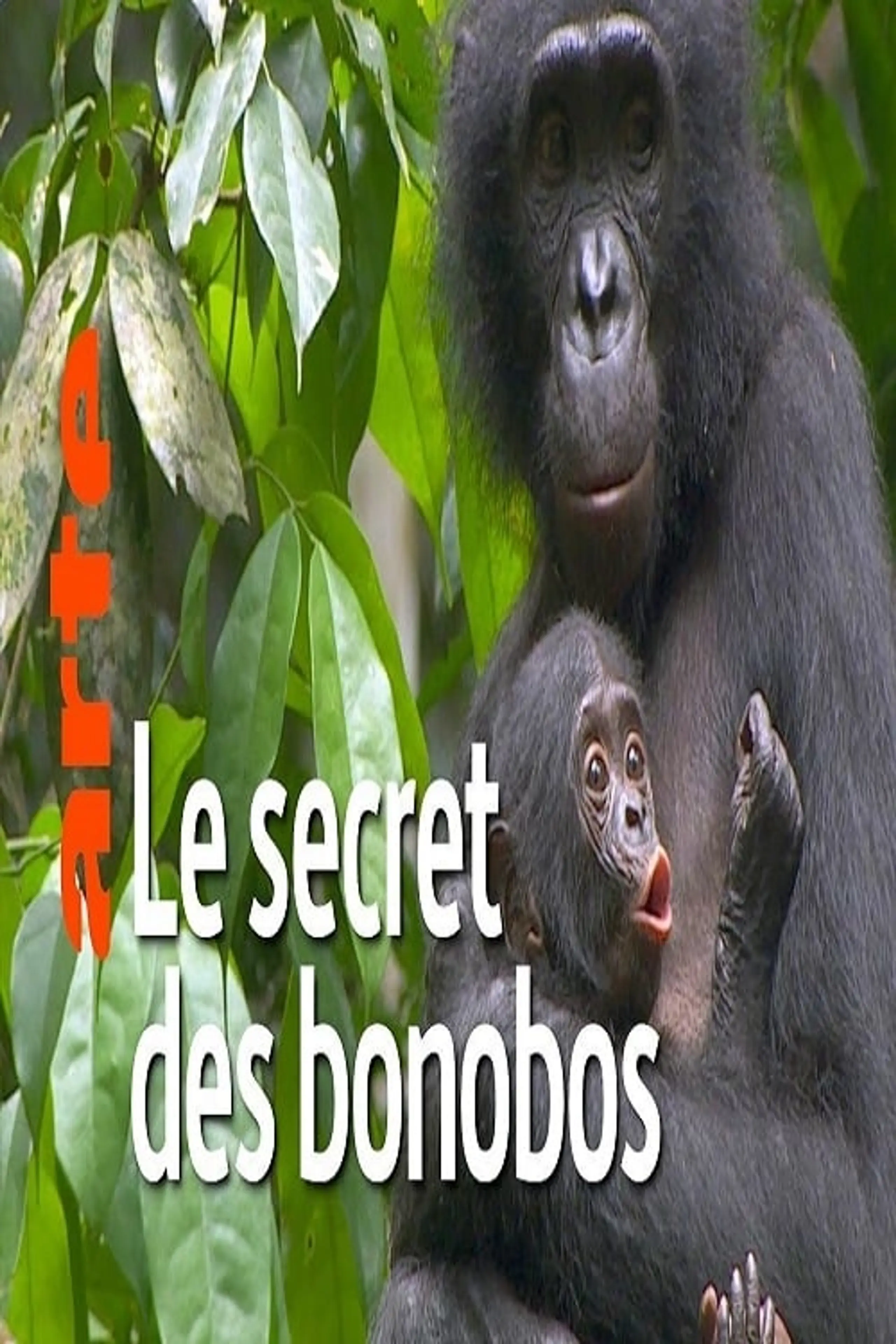 Das verborgene Leben der Bonobos