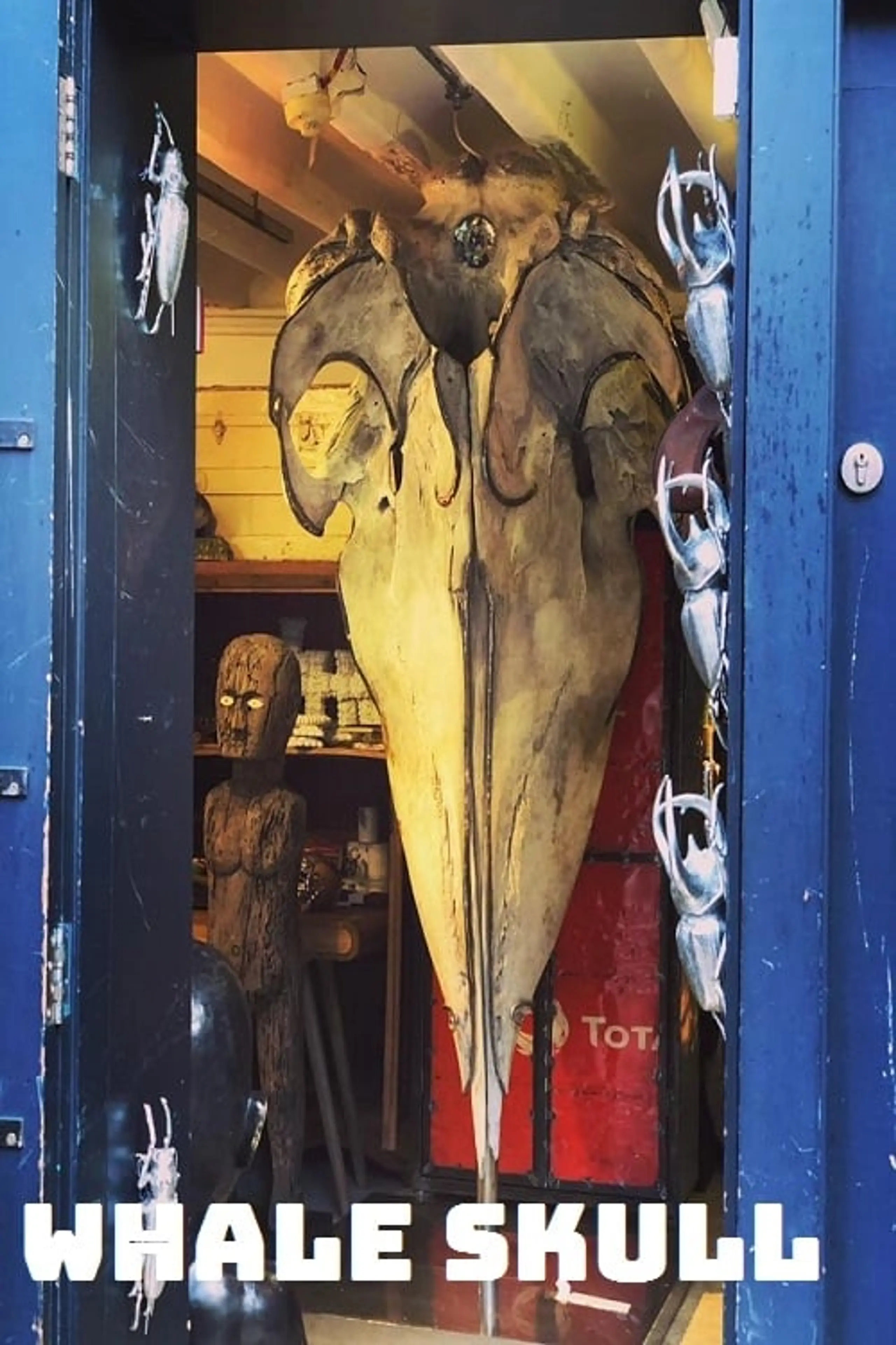 Whale Skull