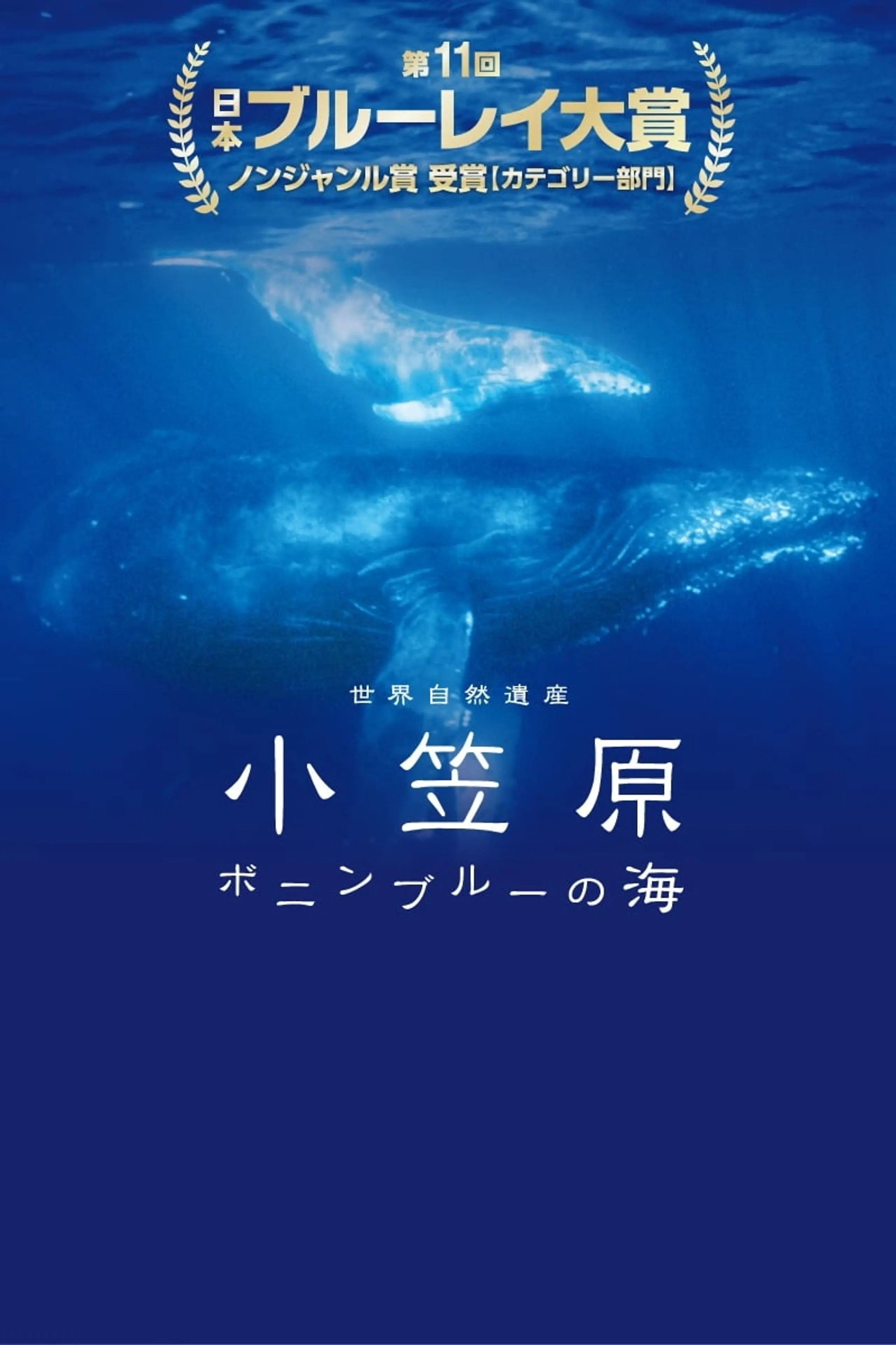 世界自然遺産 小笠原 ～ボニンブルーの海～