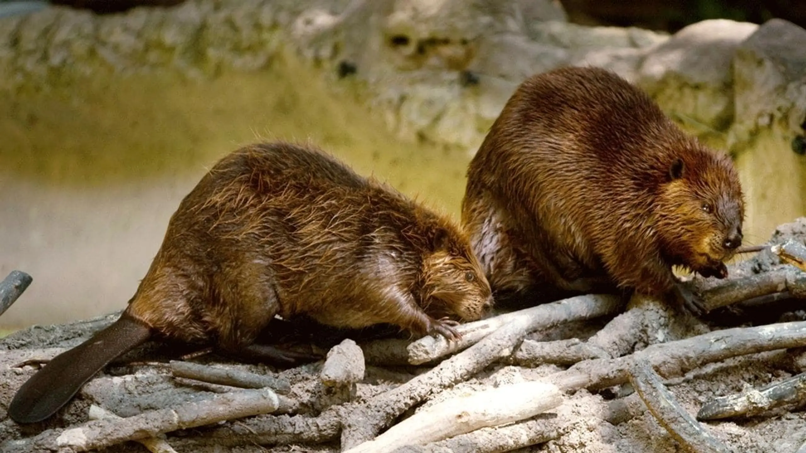 Les animaux bâtisseurs