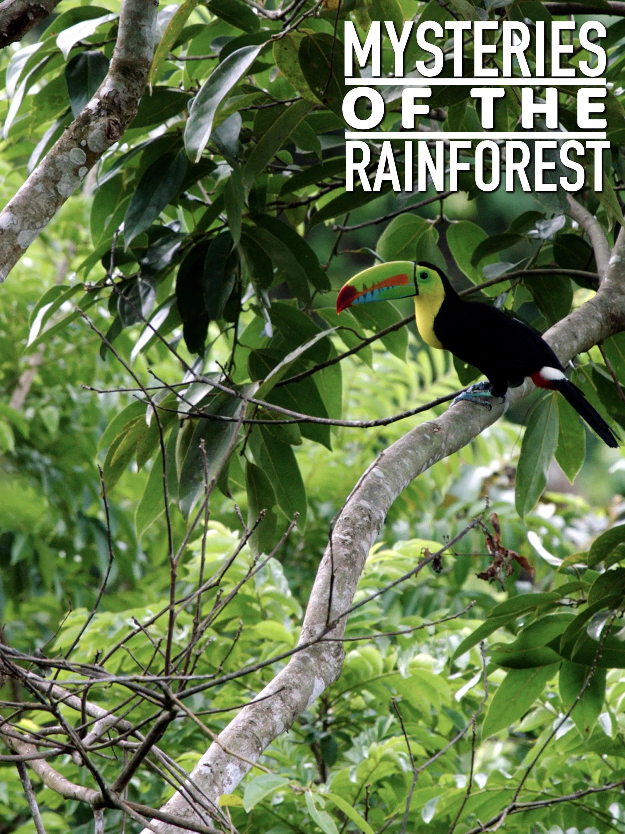 Mysteries of the Rainforest