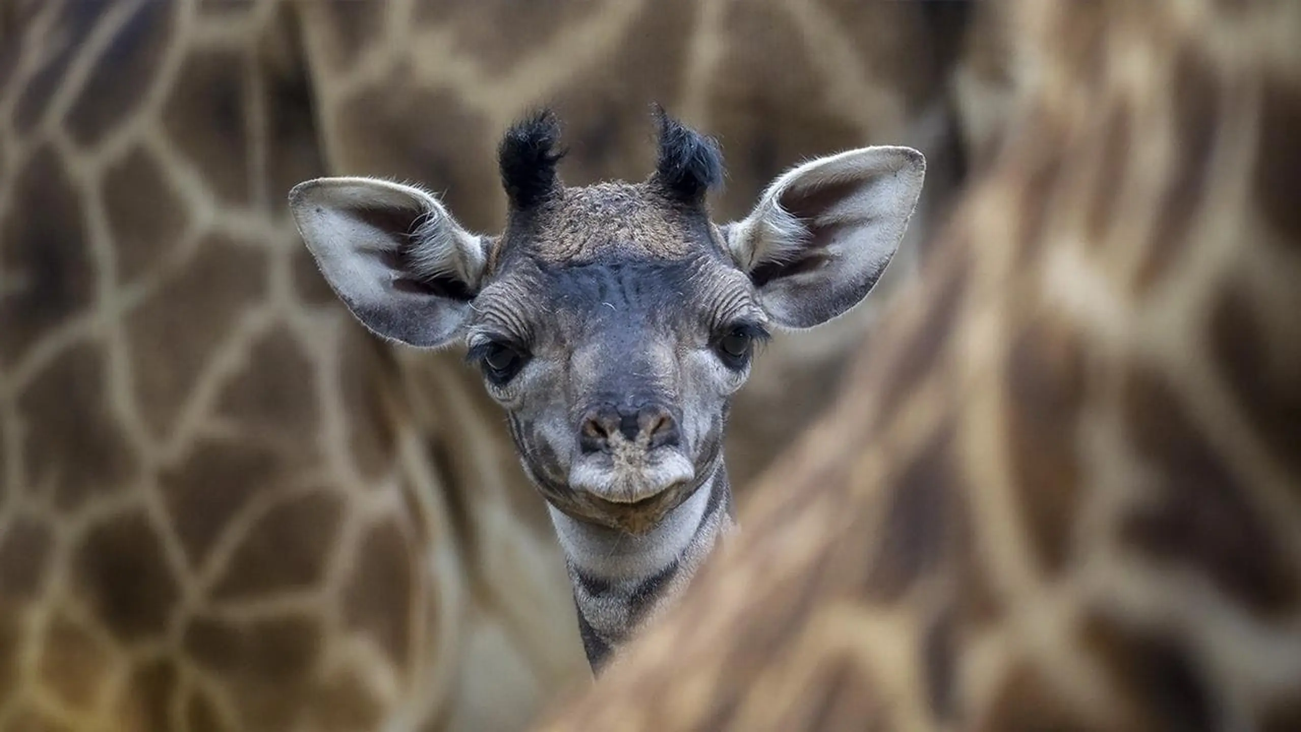 Les Dernières Girafes