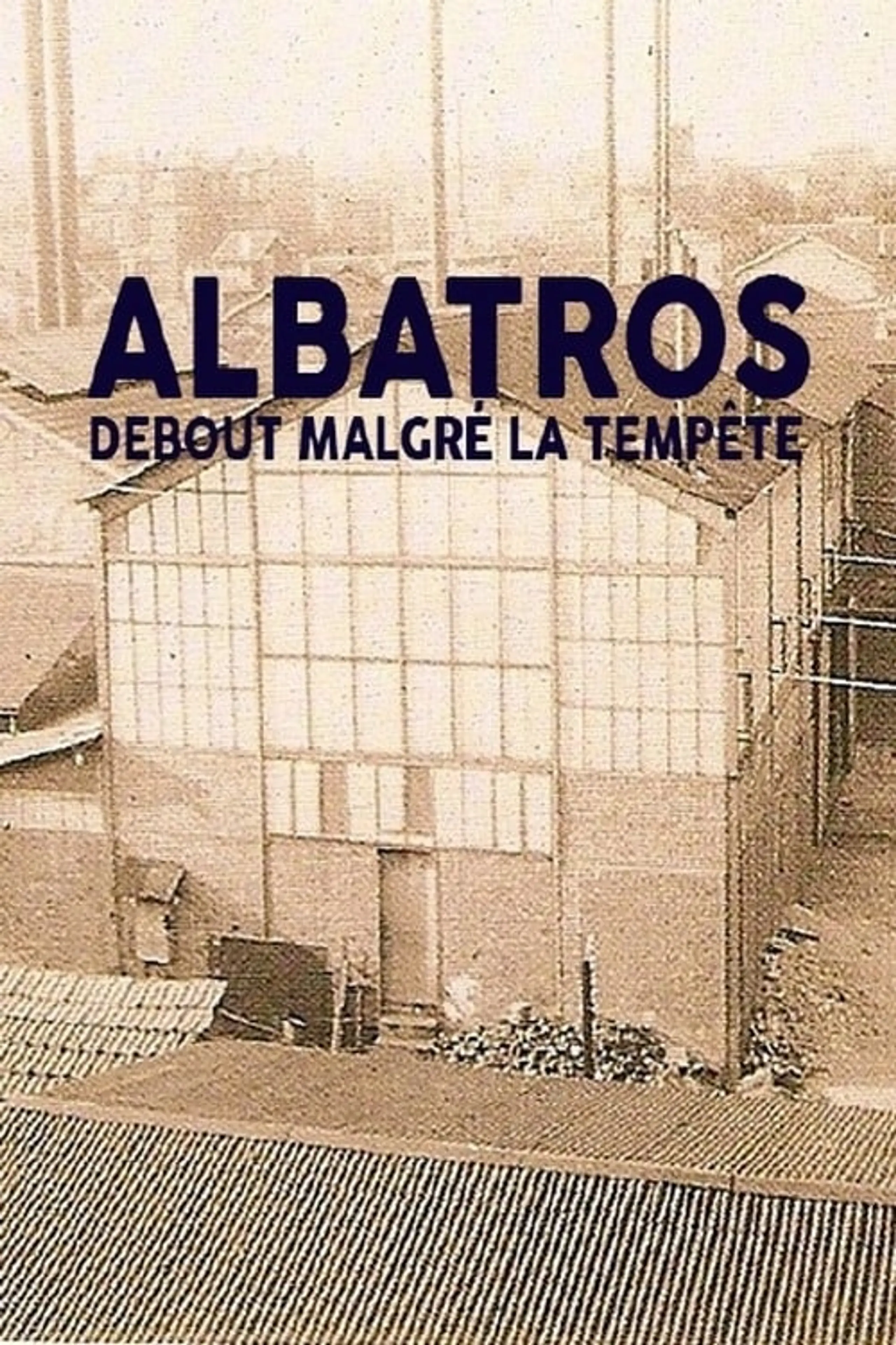 Albatros, debout malgré la tempête