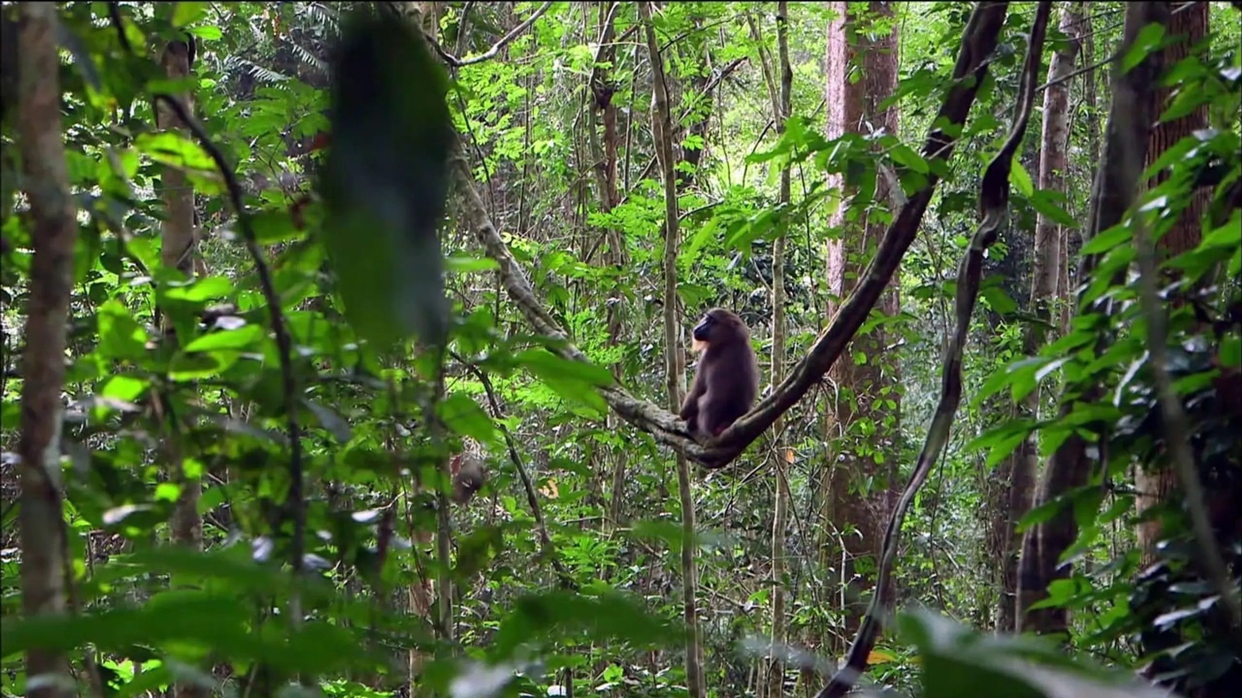 Mandrills : le paradis retrouvé