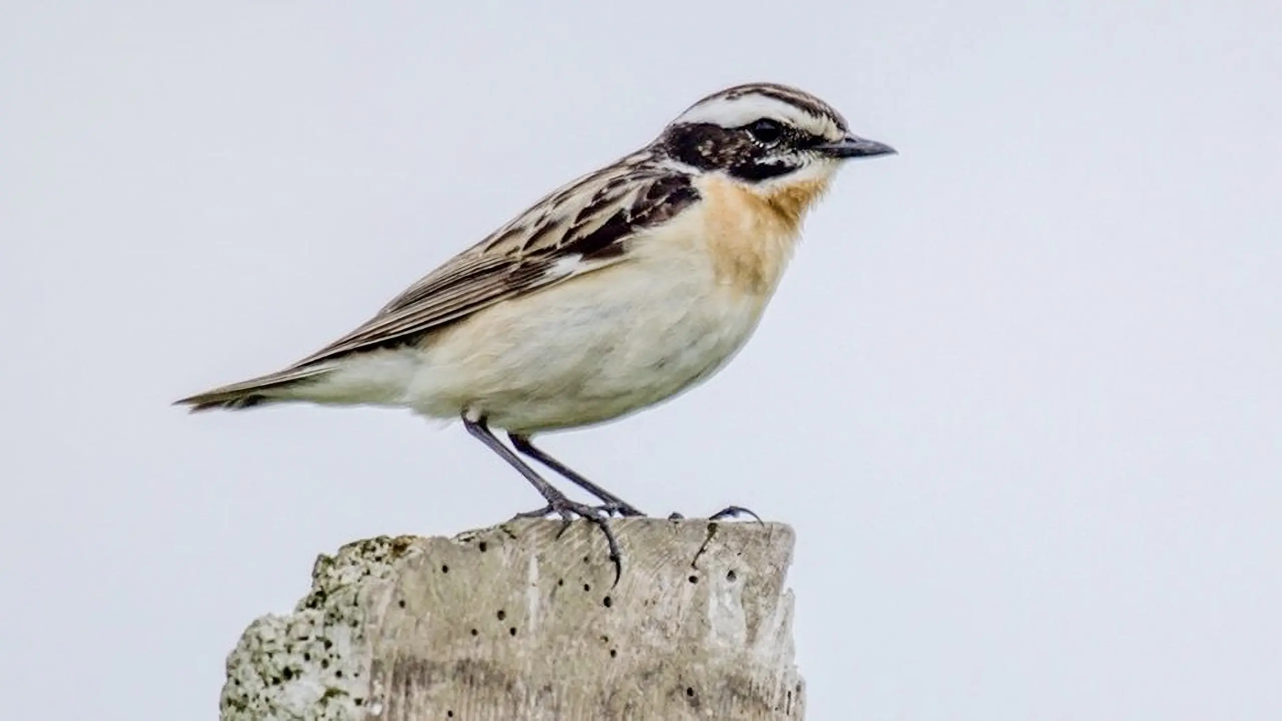 Vers un Monde Sans Oiseaux